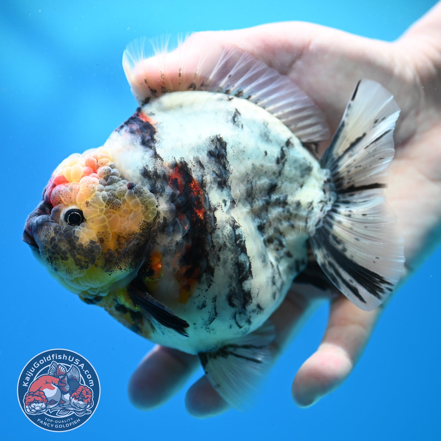 White Tiger Oranda 4.5 inch Body (260313_OR11)
