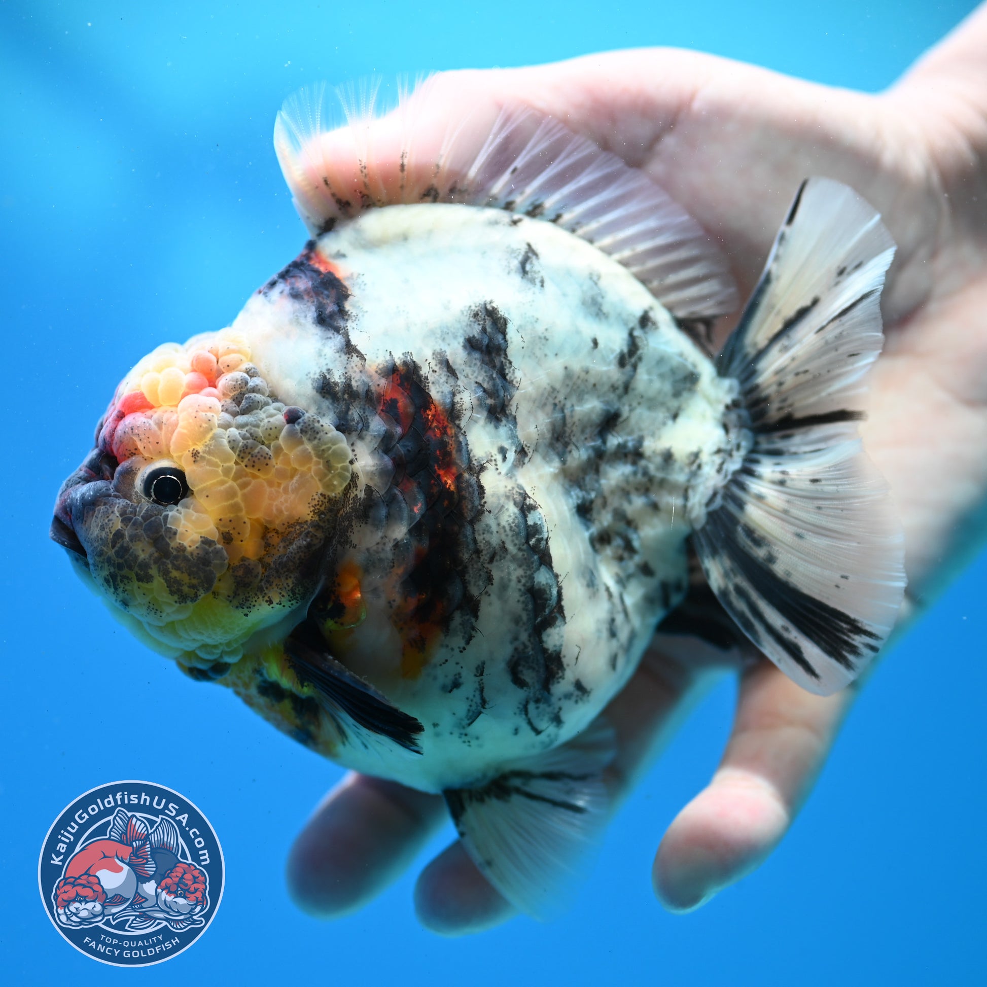 White Tiger Oranda 4.5 inch Body (260313_OR11)