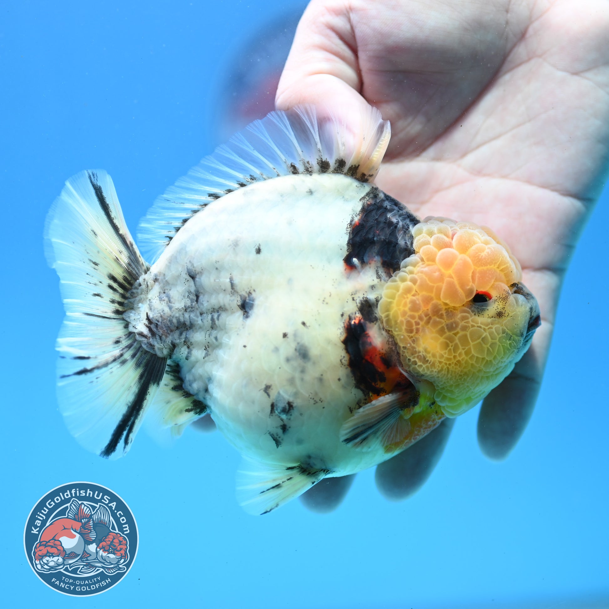 White Tiger Oranda 4.5 inch Body (260313_OR12)