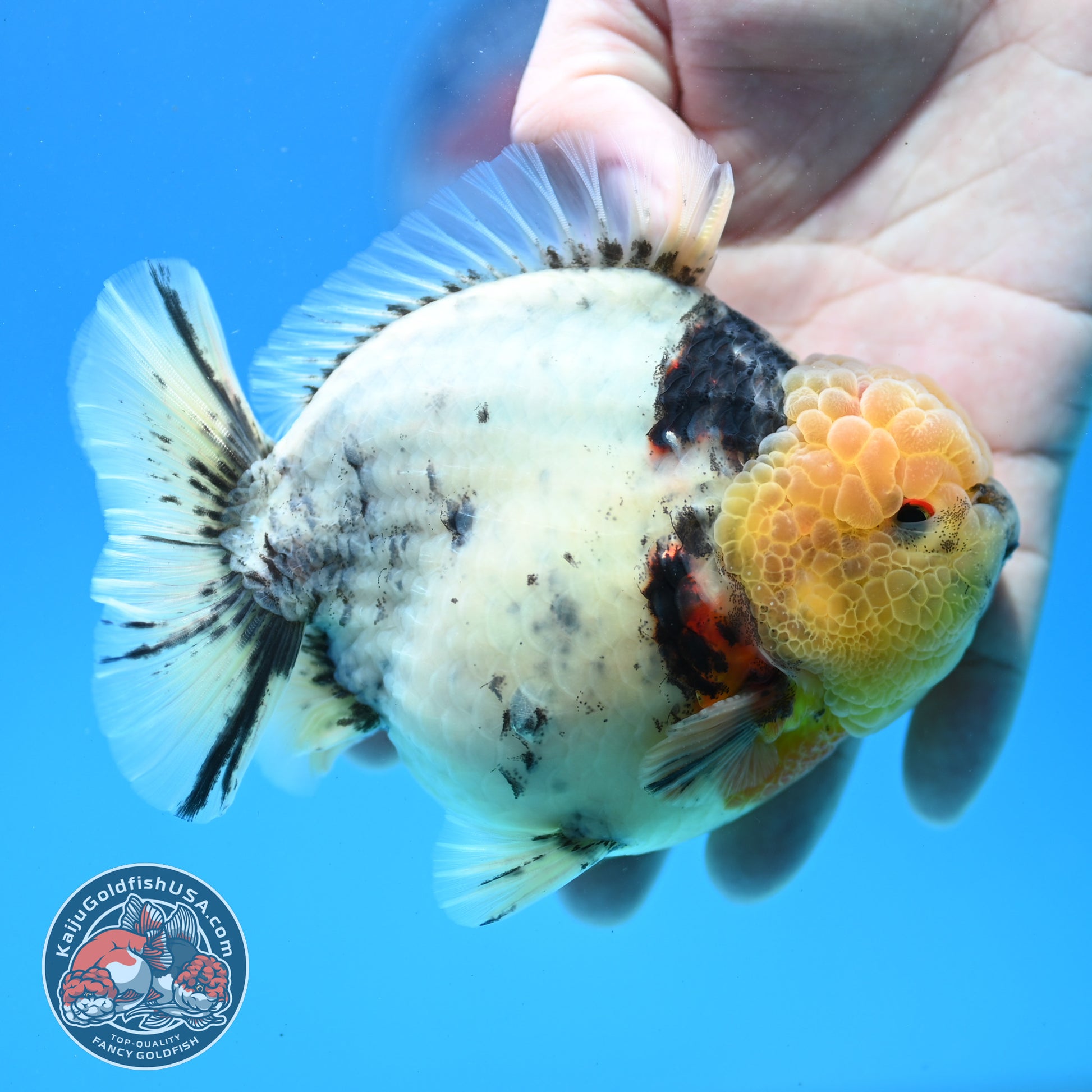 White Tiger Oranda 4.5 inch Body (260313_OR12)