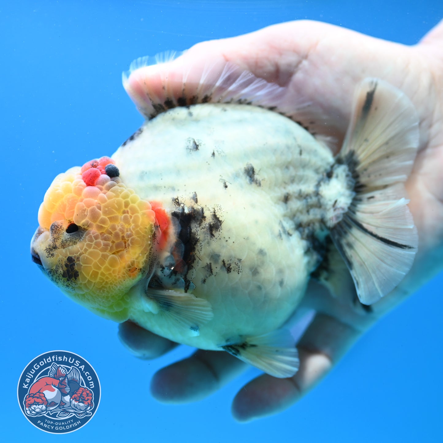 White Tiger Oranda 4.5 inch Body (260313_OR12)