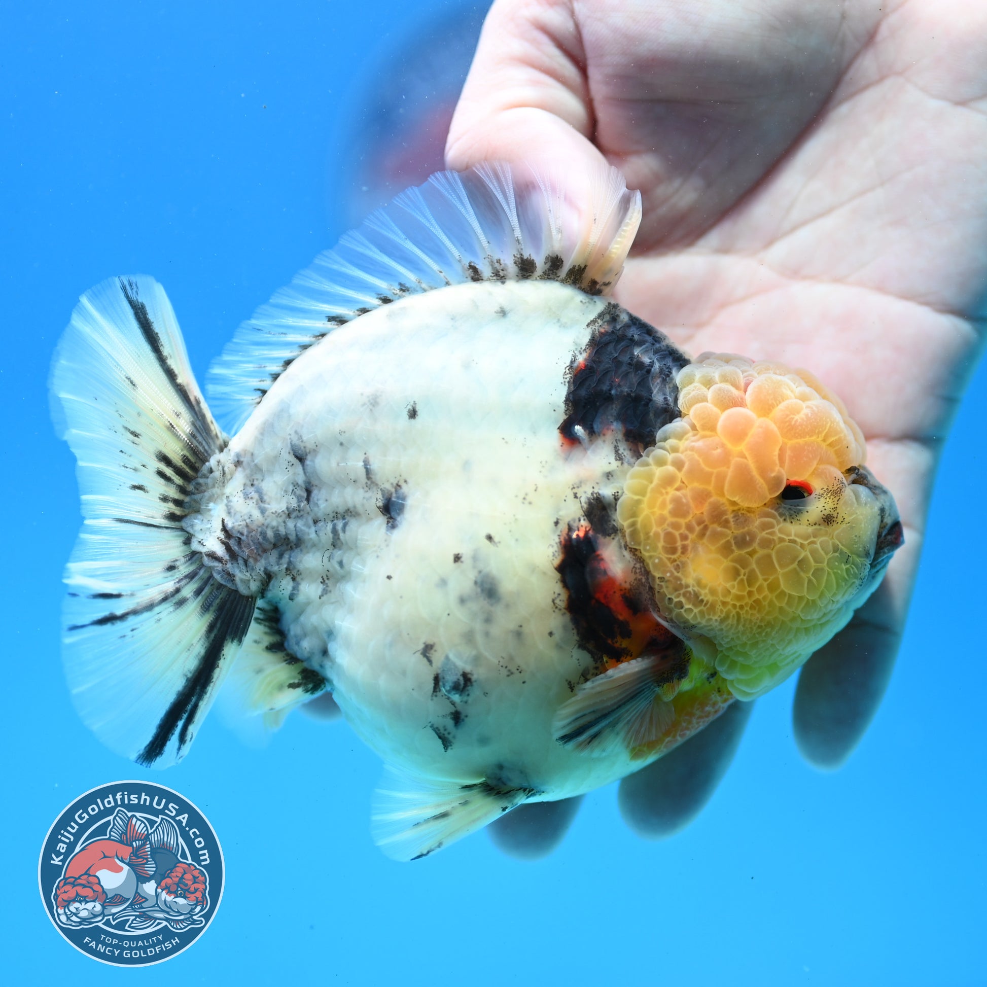 White Tiger Oranda 4.5 inch Body (260313_OR12)