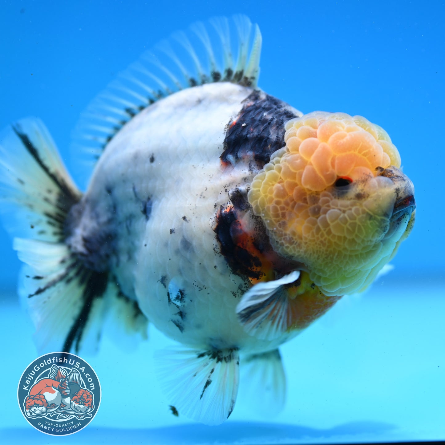 White Tiger Oranda 4.5 inch Body (260313_OR12)