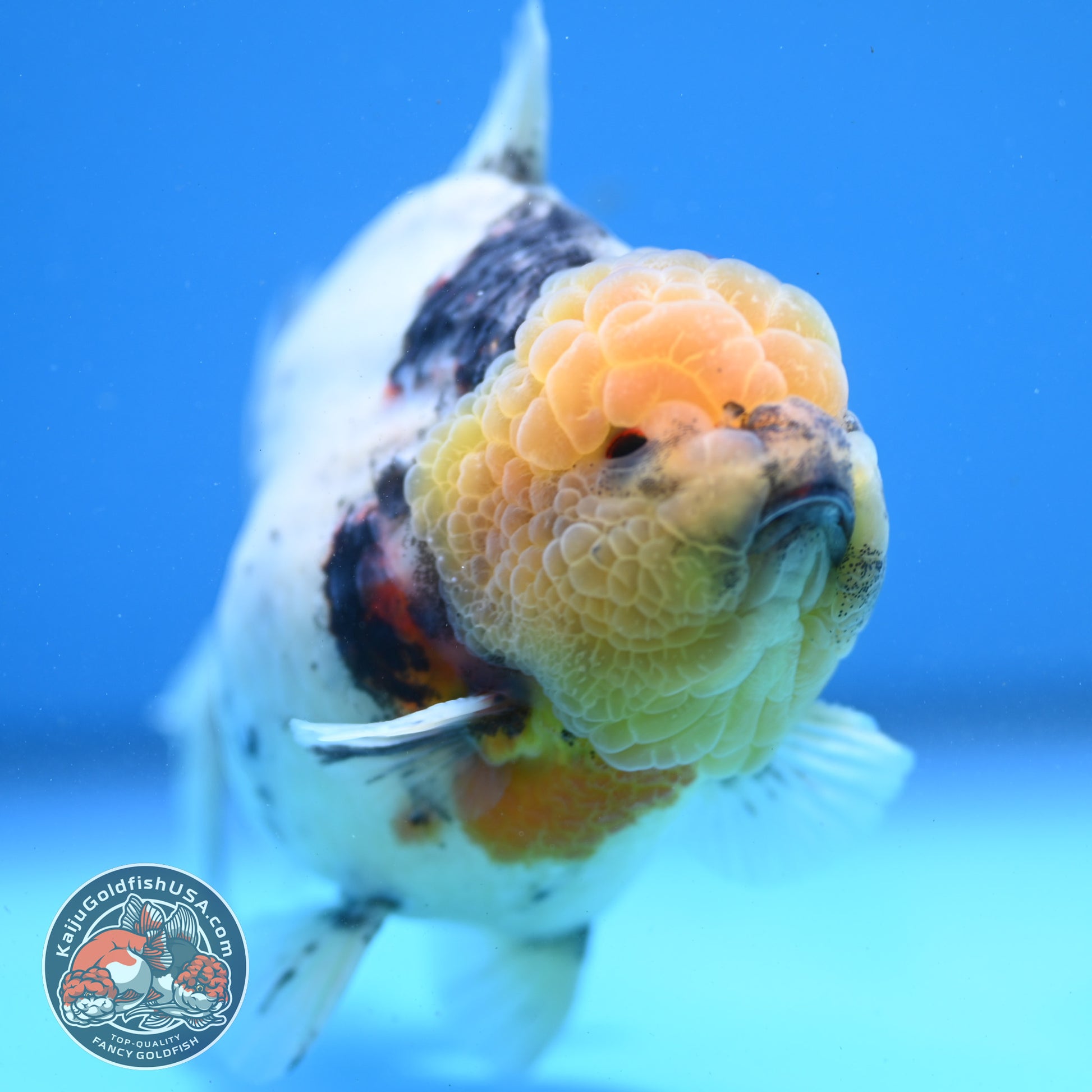 White Tiger Oranda 4.5 inch Body (260313_OR12)