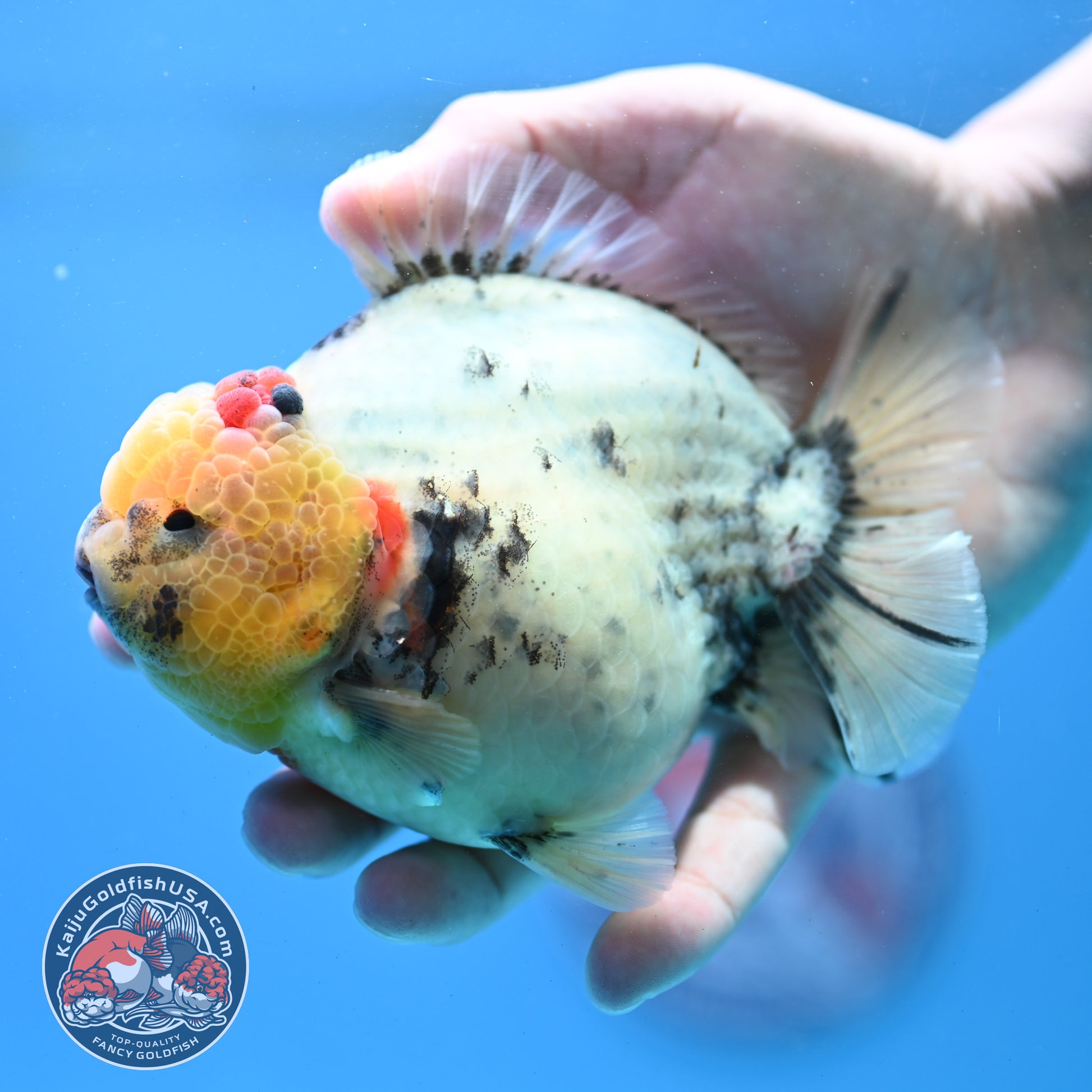 White Tiger Oranda 4.5 inch Body (260313_OR12)