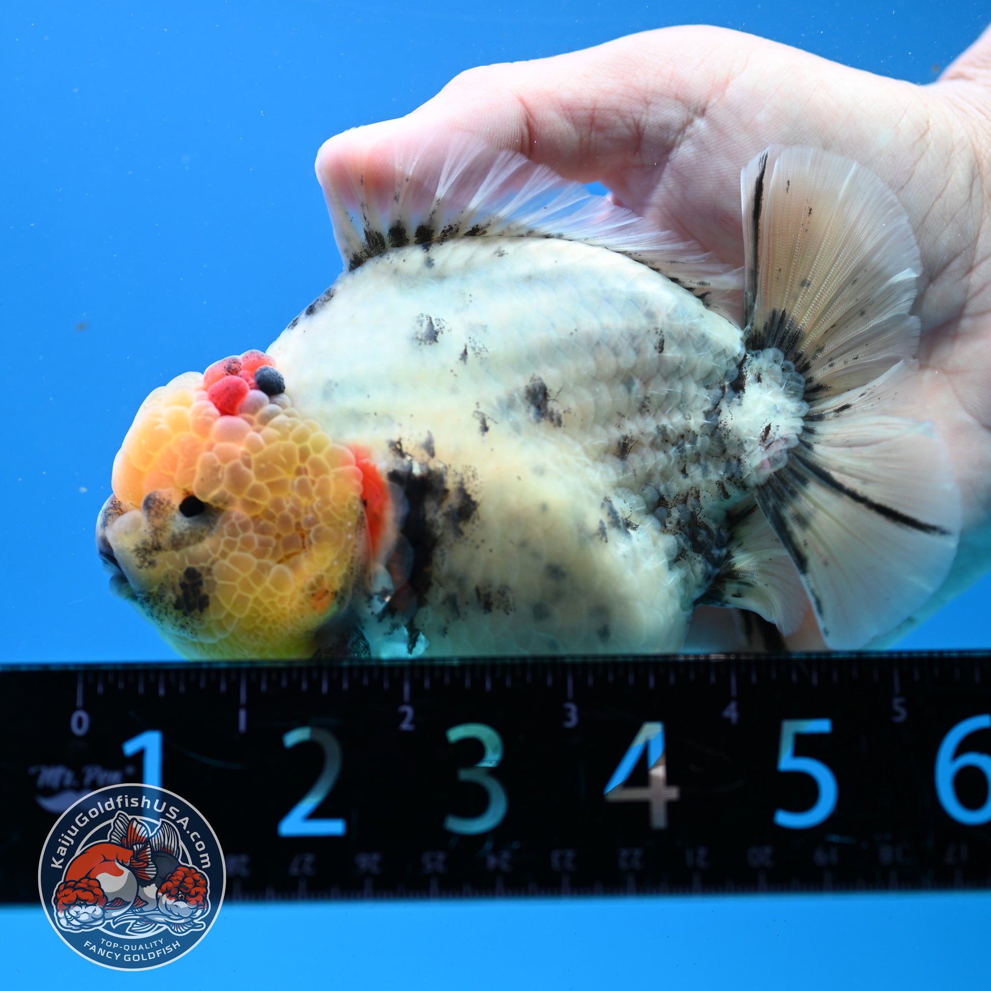 White Tiger Oranda 4.5 inch Body (260313_OR12)