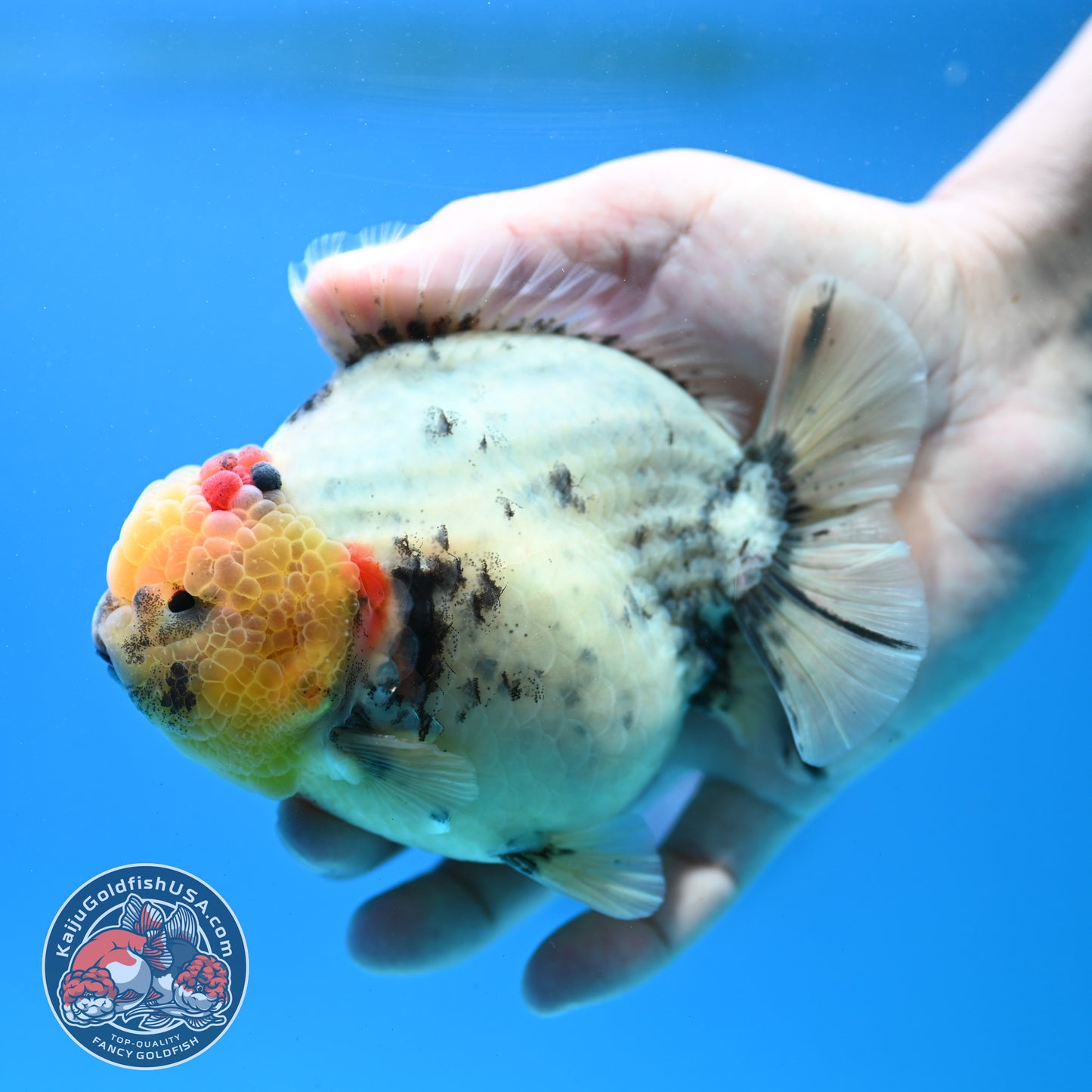 White Tiger Oranda 4.5 inch Body (260313_OR12)