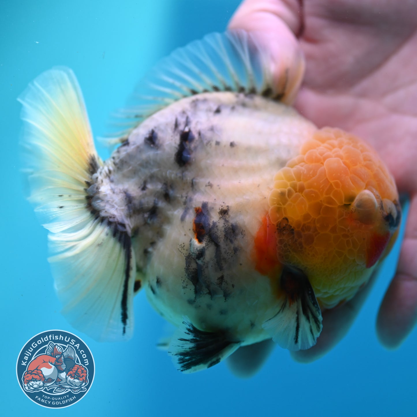 White Tiger Oranda 4.5 inch Body (260424_OR08)