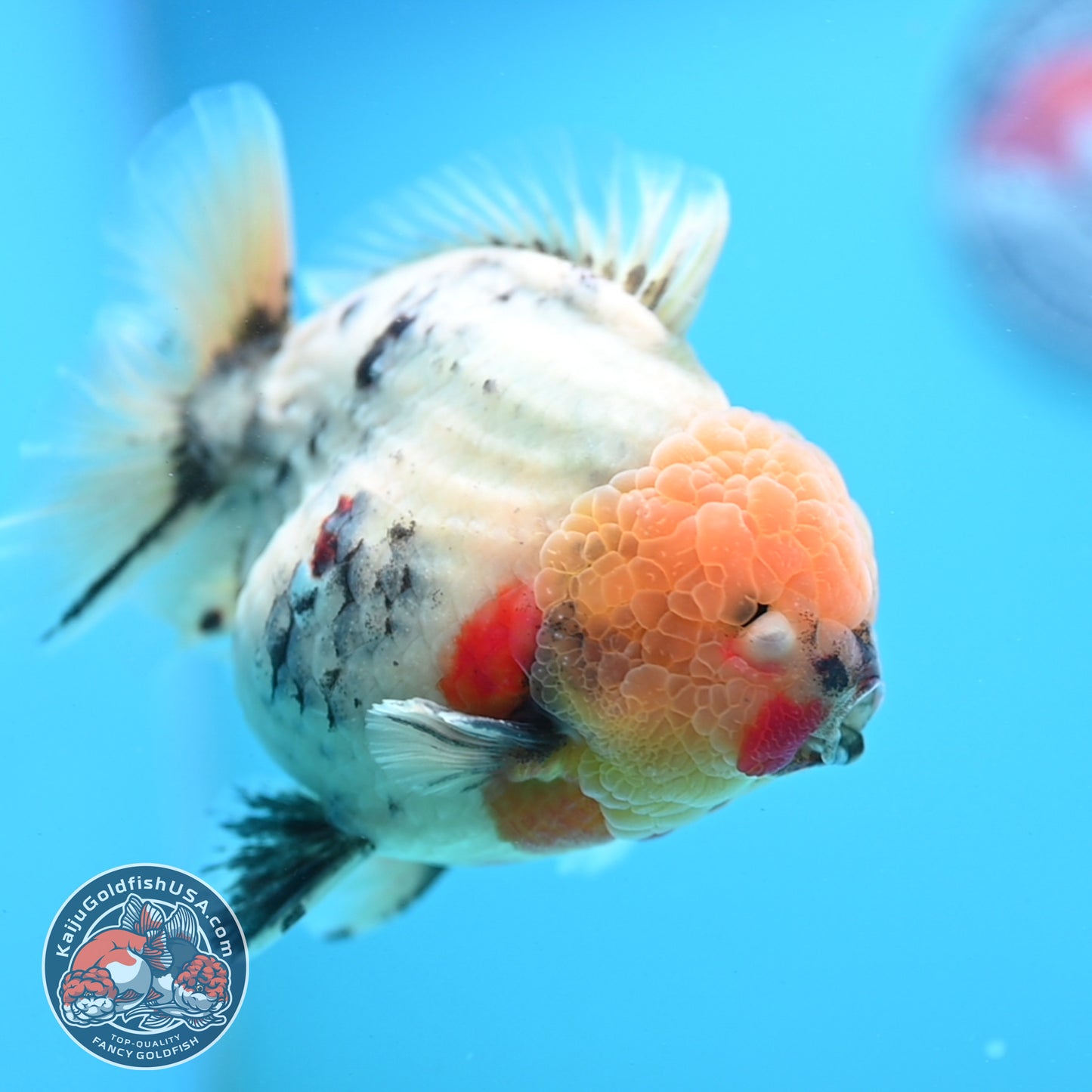 White Tiger Oranda 4.5 inch Body (260424_OR08)