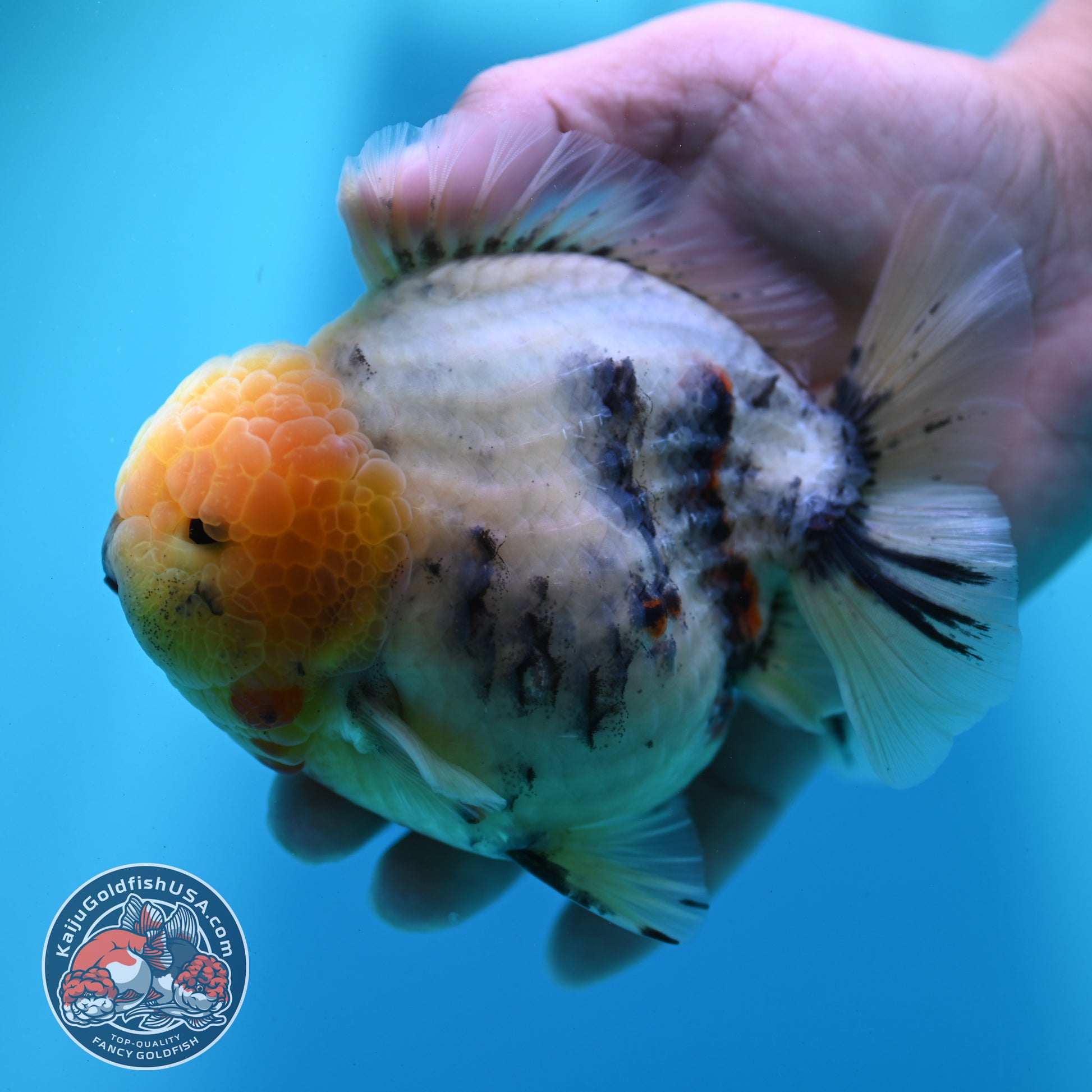 White Tiger Oranda 4.5 inch Body (260424_OR08)