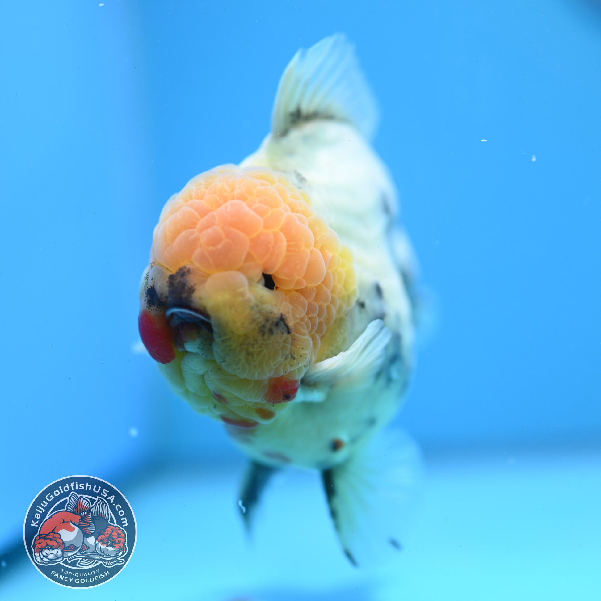 White Tiger Oranda 4.5 inch Body (260424_OR08)