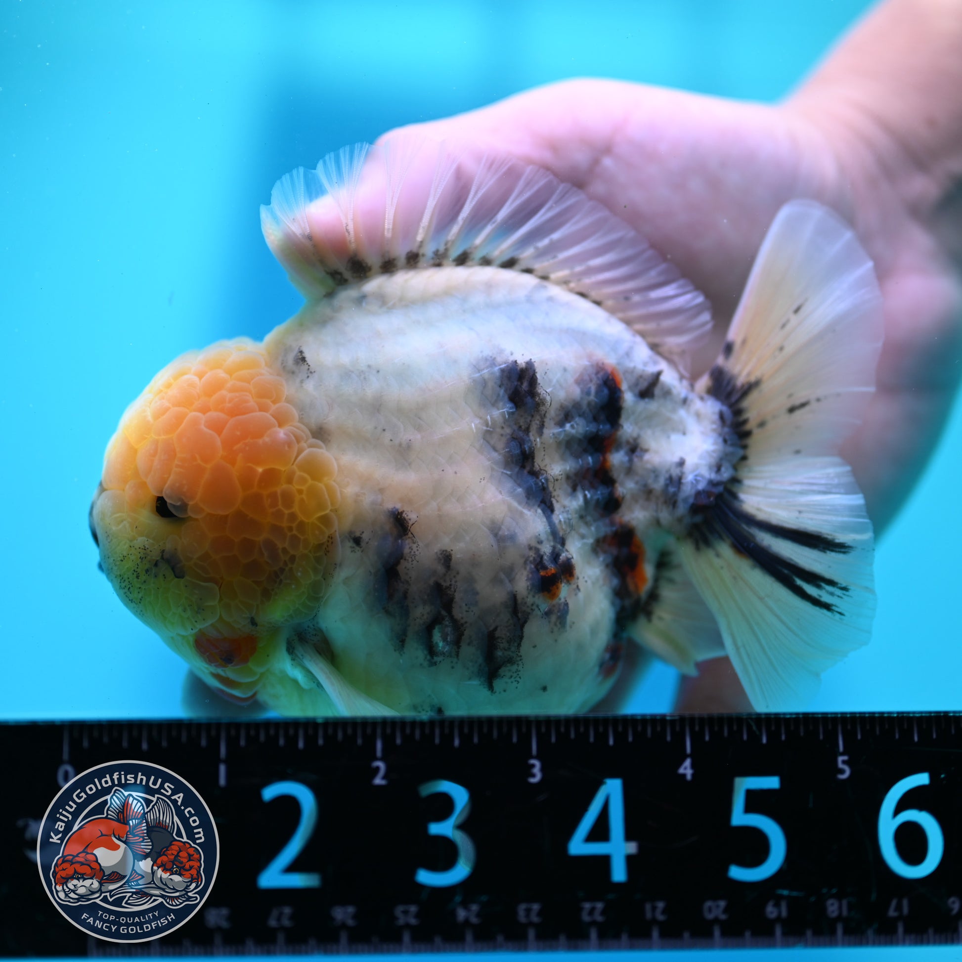 White Tiger Oranda 4.5 inch Body (260424_OR08)