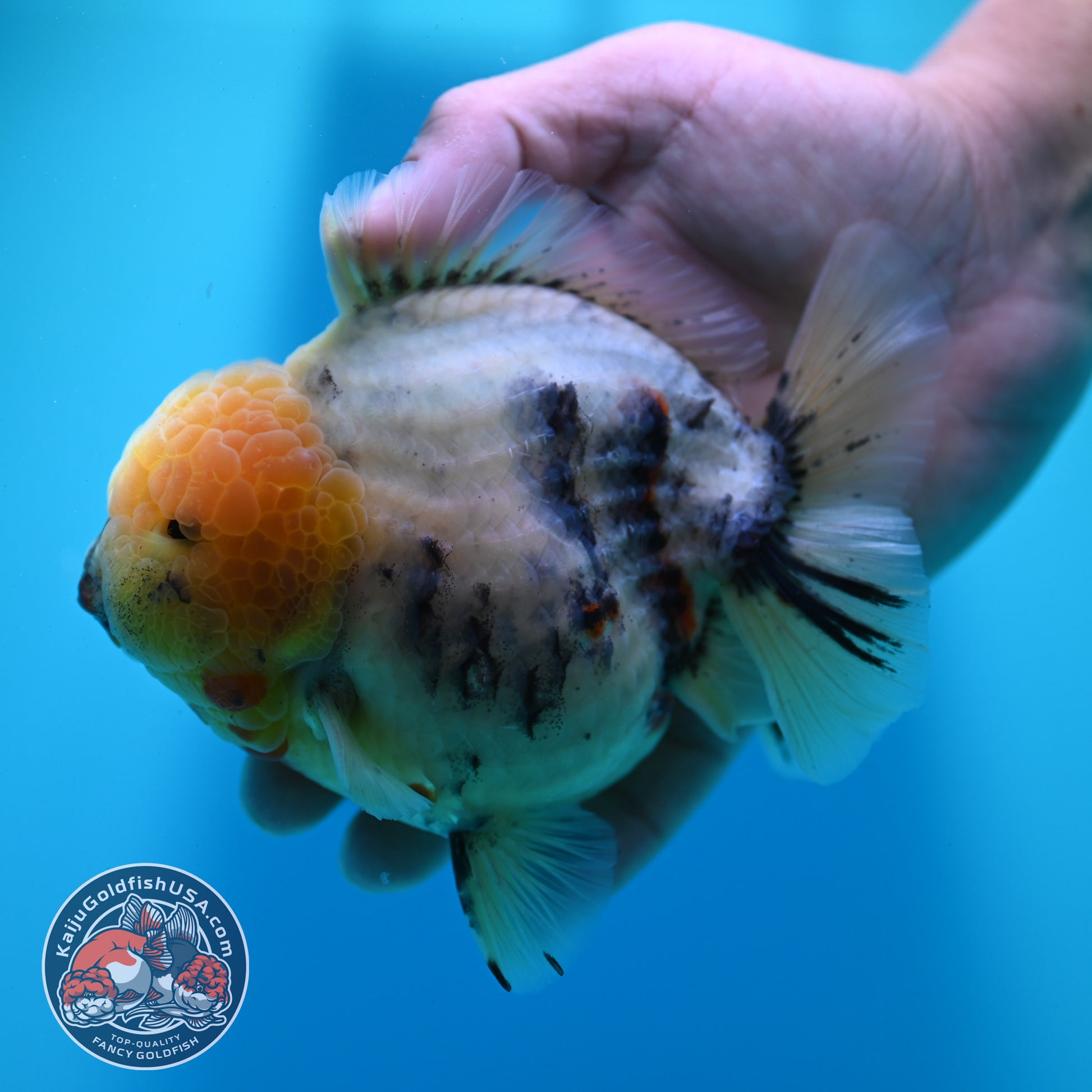 White Tiger Oranda 4.5 inch Body (260424_OR08)