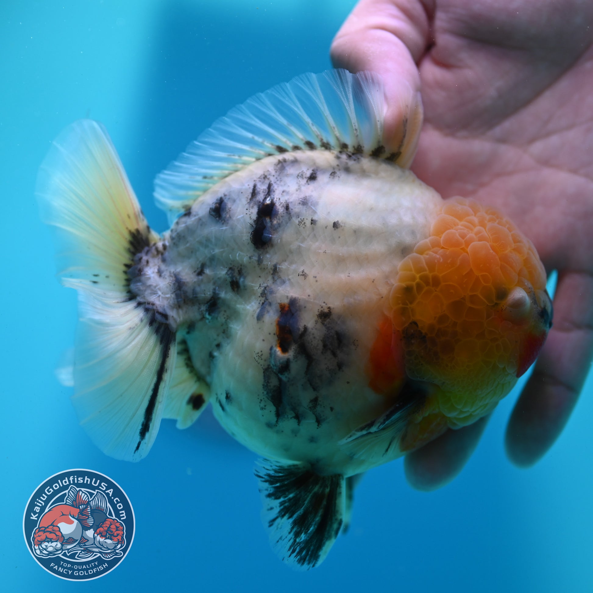 White Tiger Oranda 4.5 inch Body (260424_OR08)