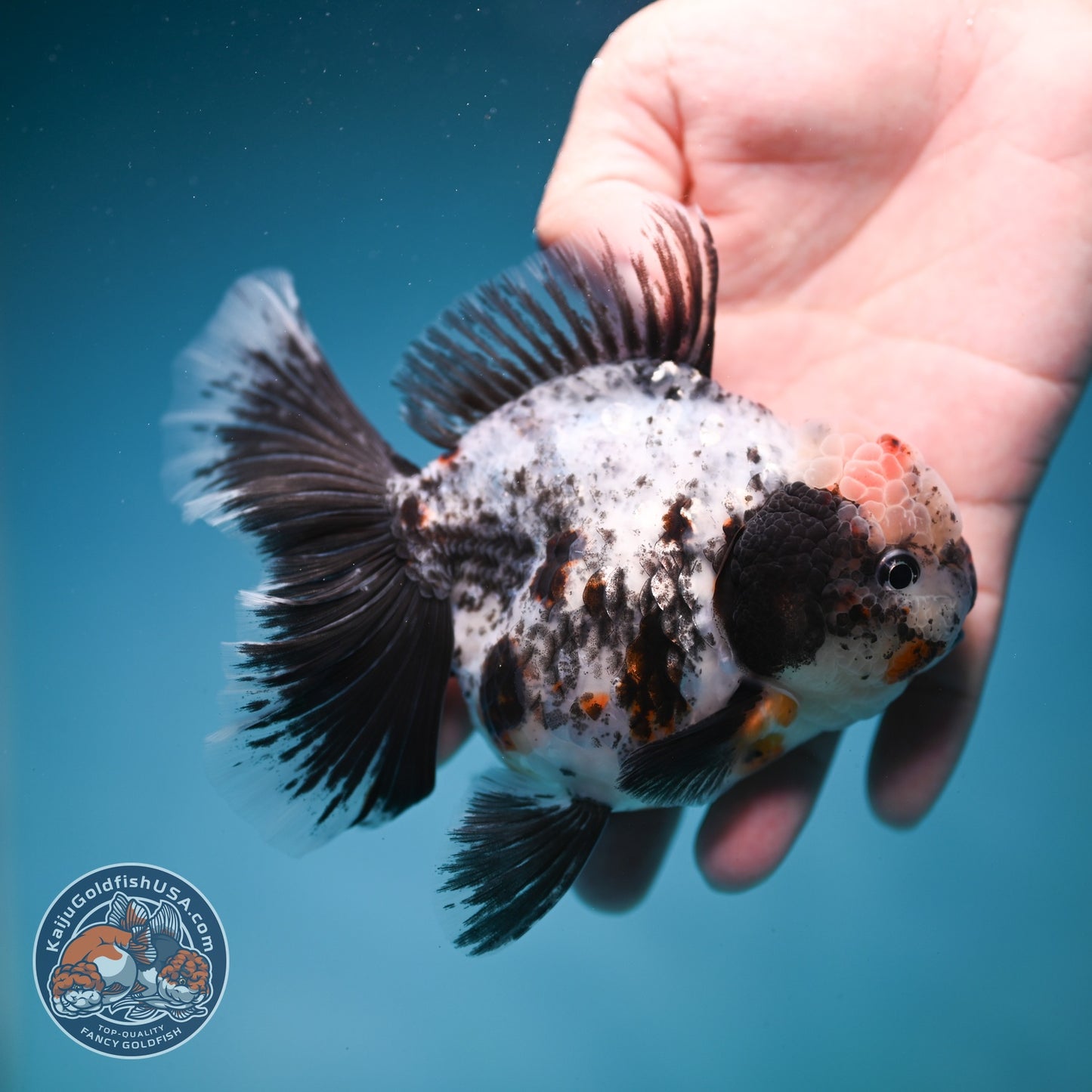 White Tiger Orchid Tail Oranda 3.8 inch Body (260814_OR20)