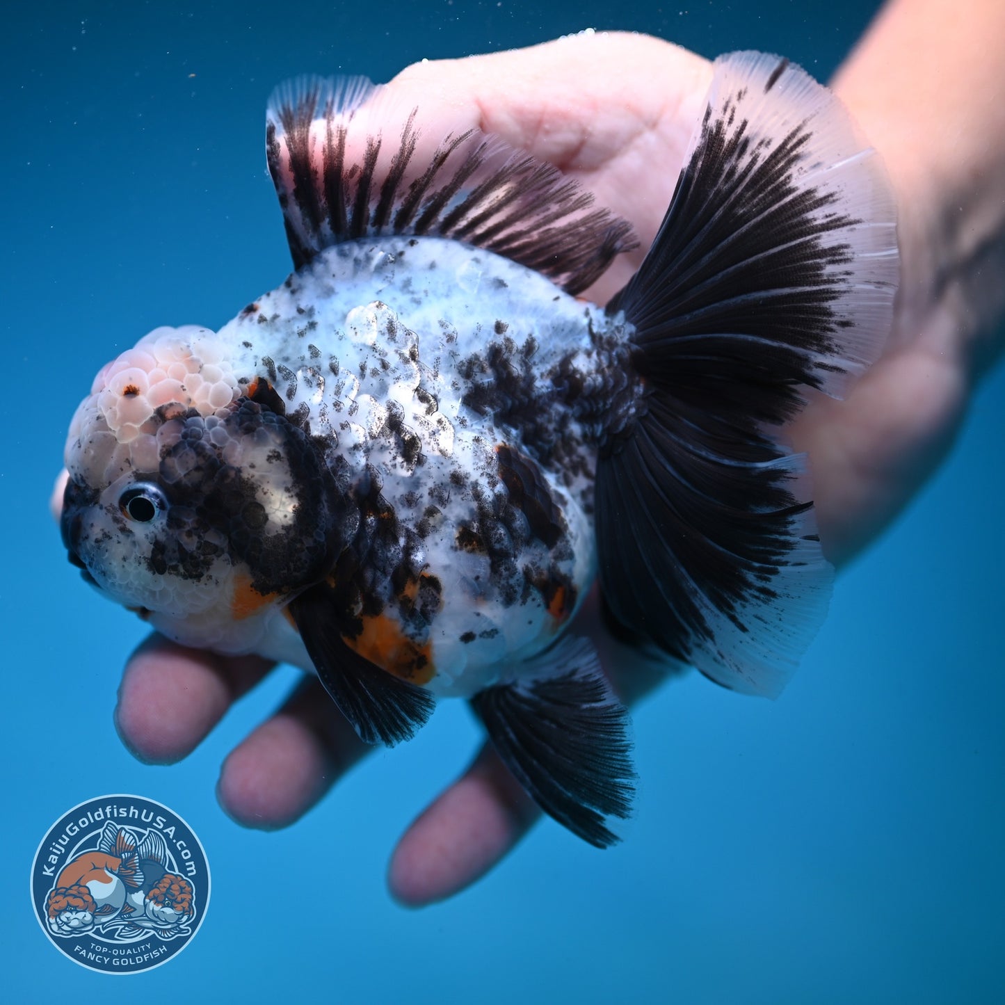 White Tiger Orchid Tail Oranda 3.8 inch Body (260814_OR20)