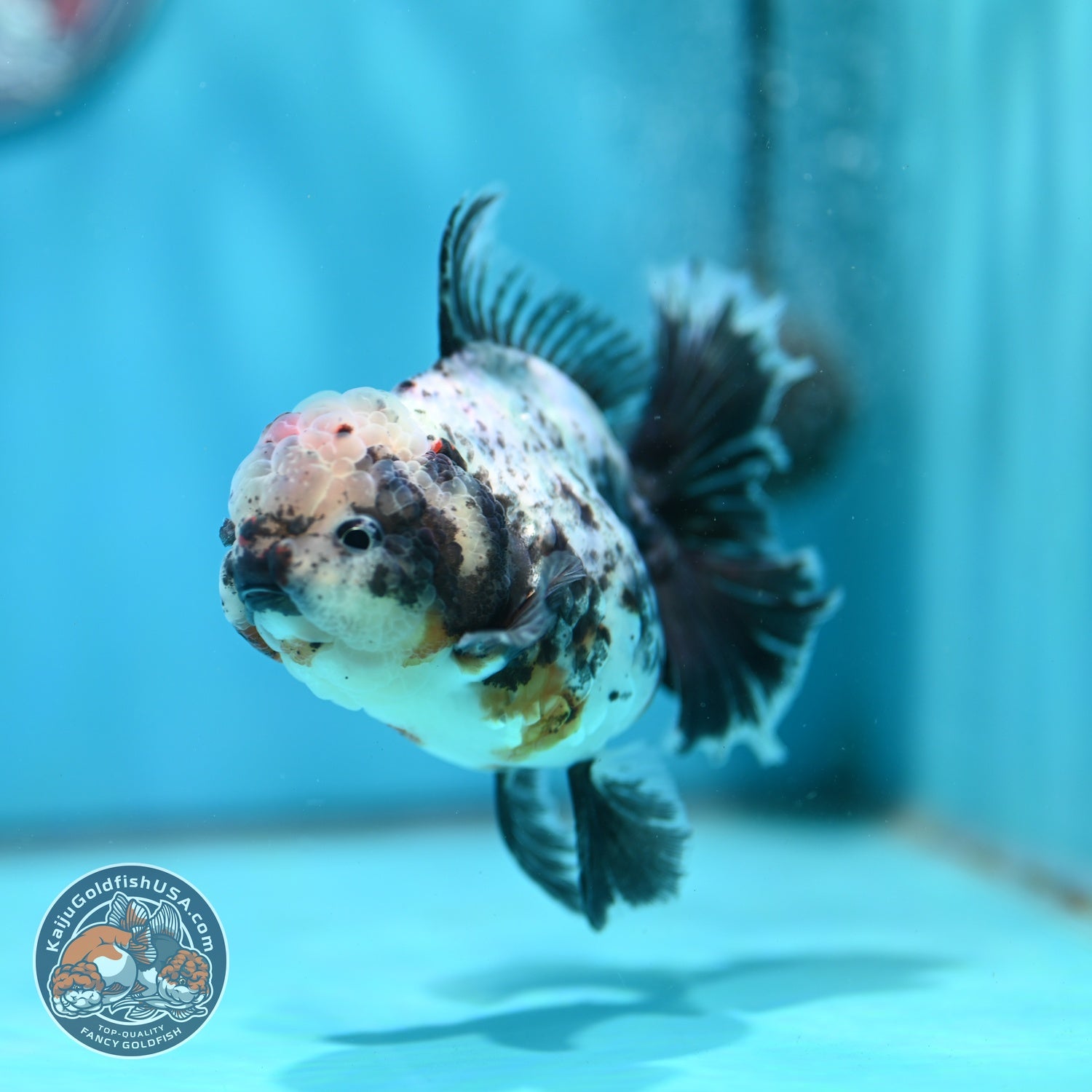 White Tiger Orchid Tail Oranda 3.8 inch Body (260814_OR20)