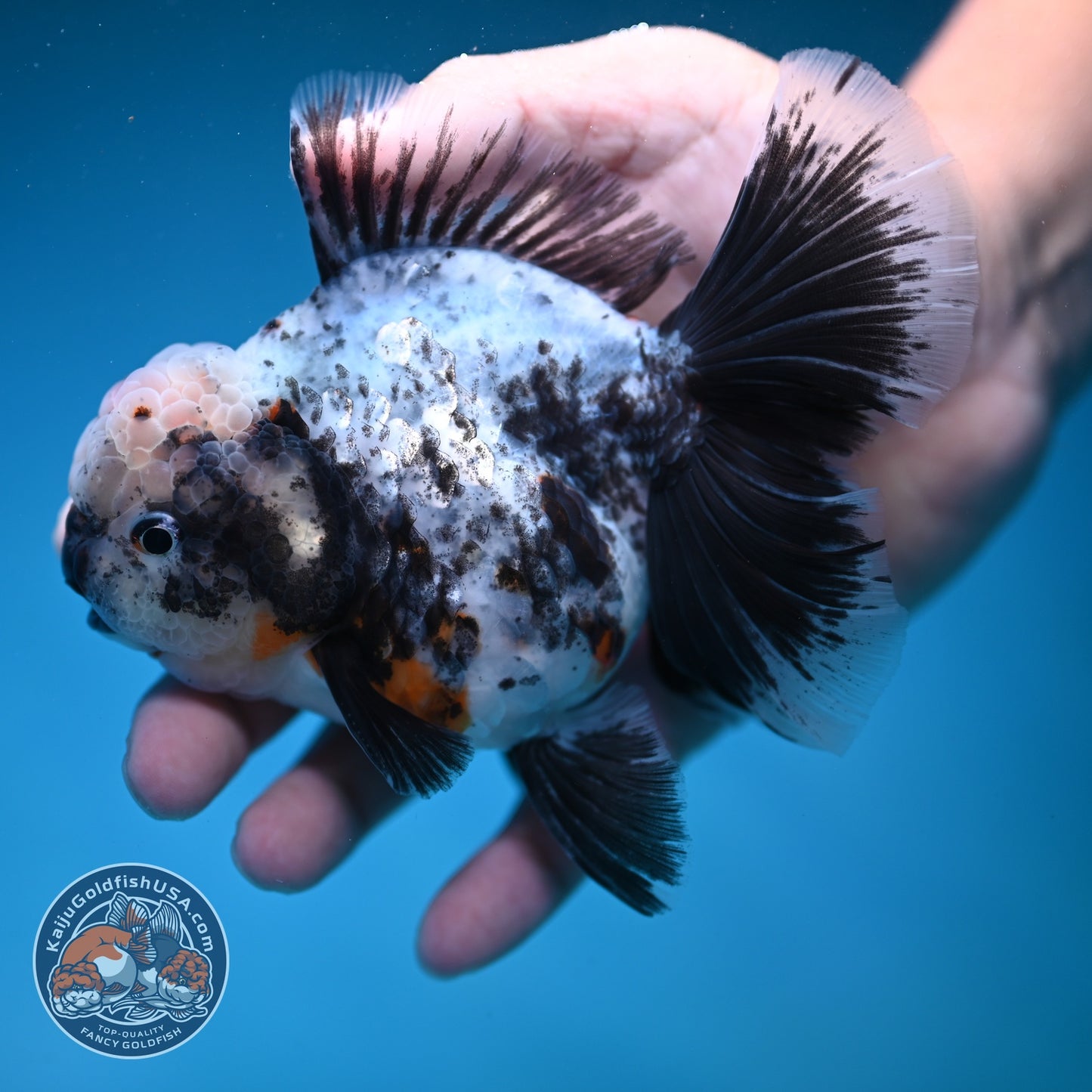 White Tiger Orchid Tail Oranda 3.8 inch Body (260814_OR20)