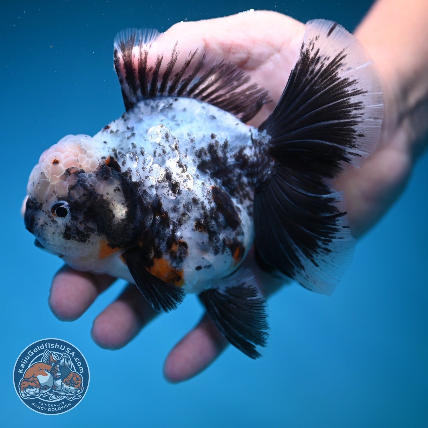 White Tiger Orchid Tail Oranda 3.8 inch Body (260814_OR20)