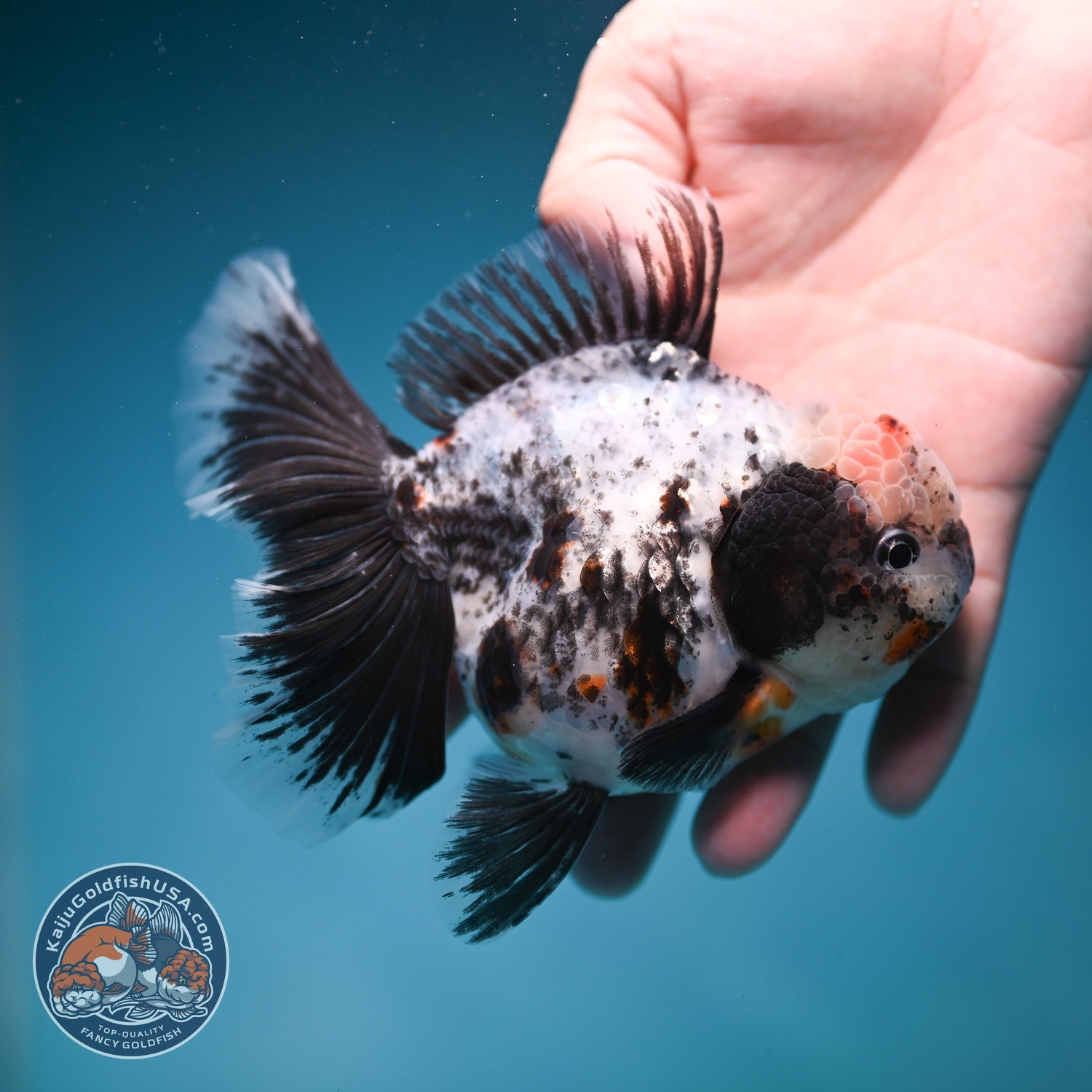 White Tiger Orchid Tail Oranda 3.8 inch Body (260814_OR20)