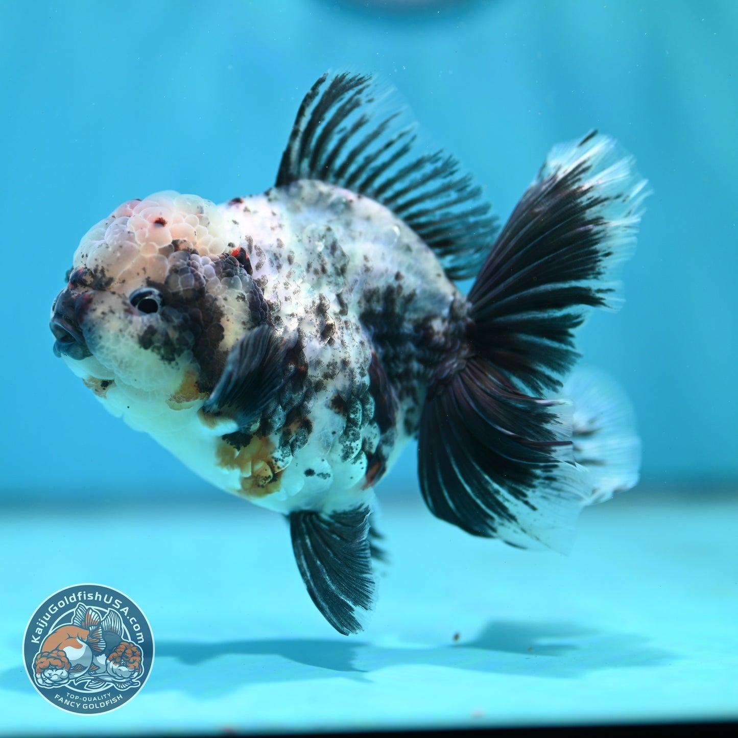 White Tiger Orchid Tail Oranda 3.8 inch Body (260814_OR20)
