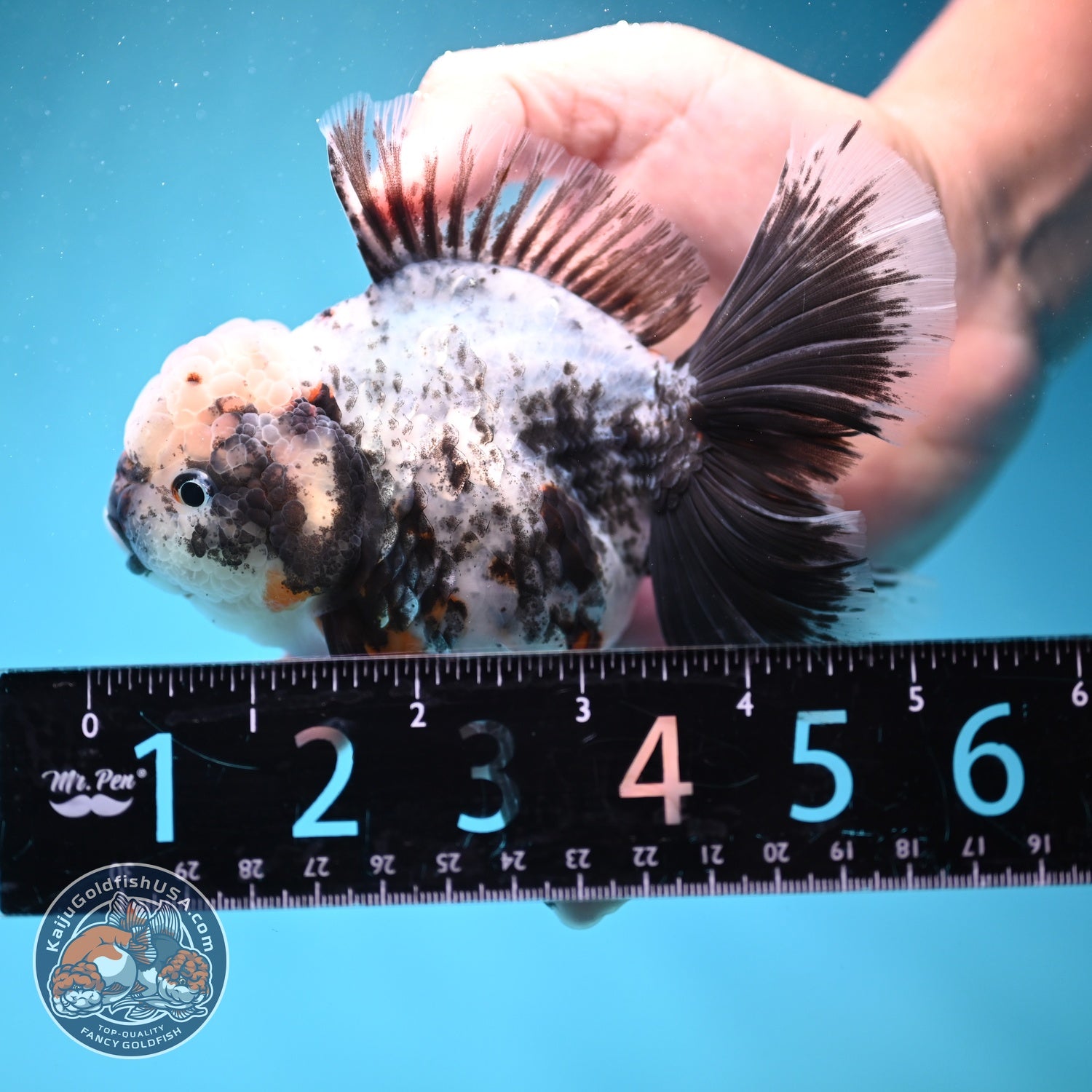 White Tiger Orchid Tail Oranda 3.8 inch Body (260814_OR20)