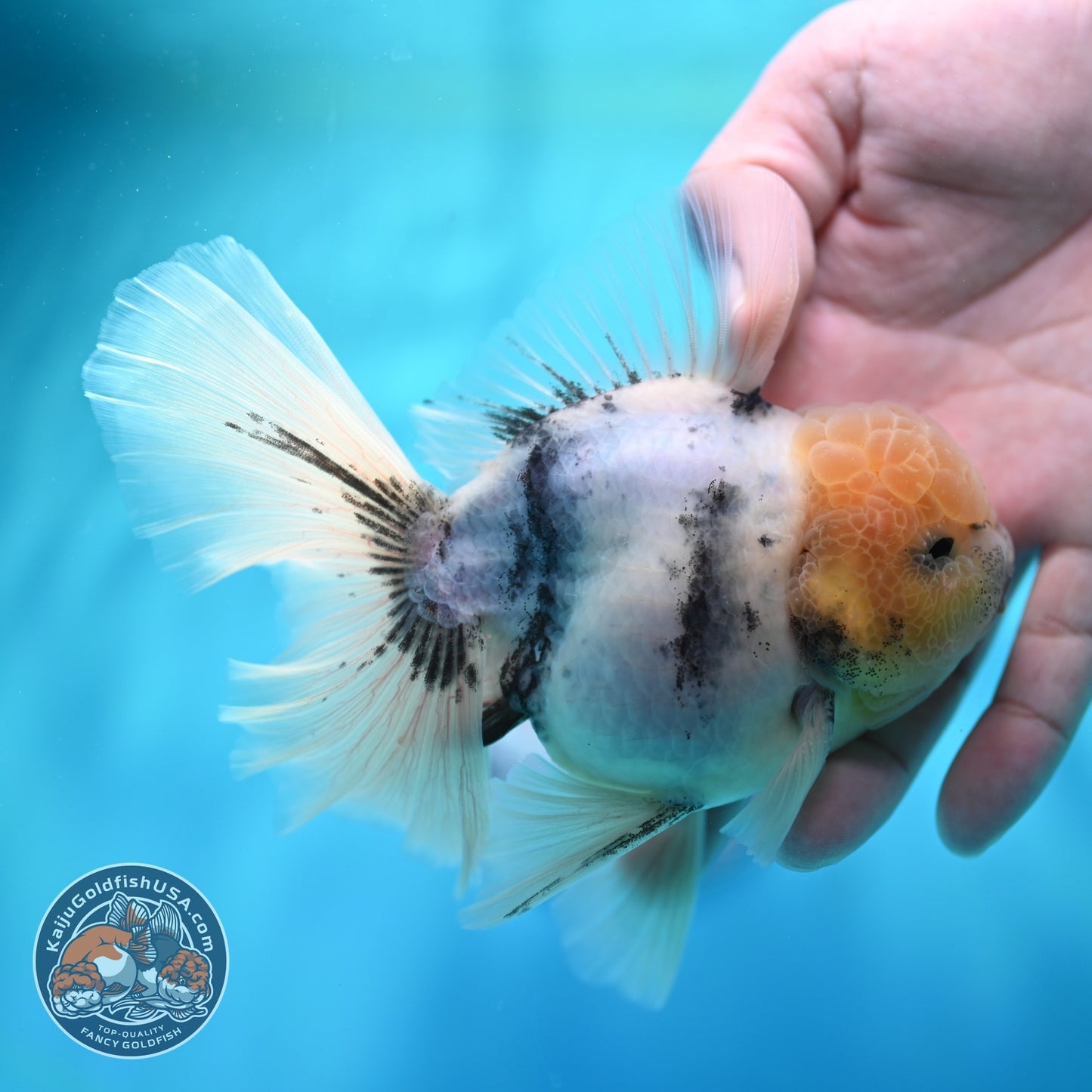 White Tiger Orchid Tail Oranda 4 inch Body (260529_OR07)