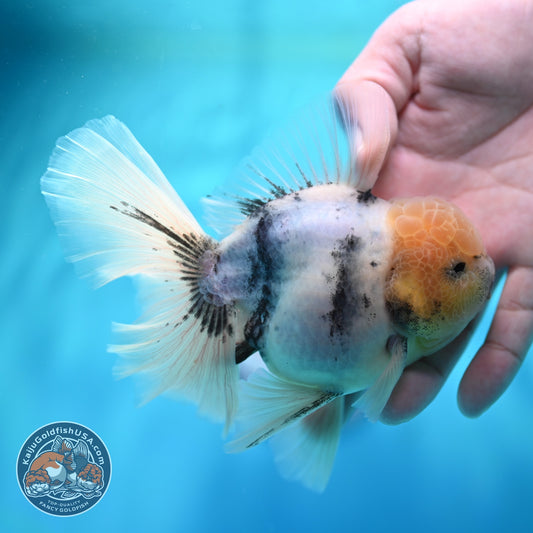 White Tiger Orchid Tail Oranda 4 inch Body (260529_OR07)