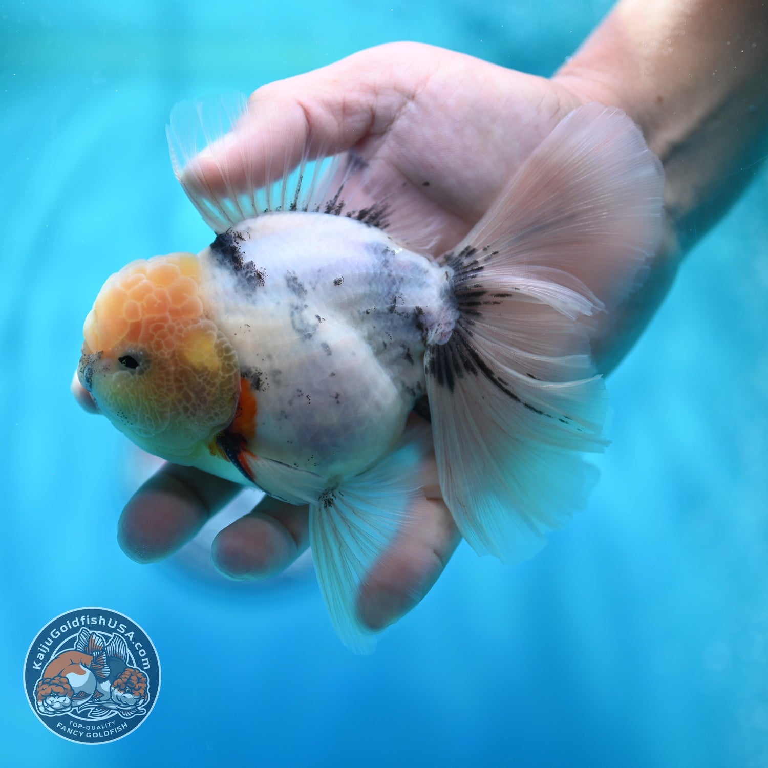 White Tiger Orchid Tail Oranda 4 inch Body (260529_OR07)
