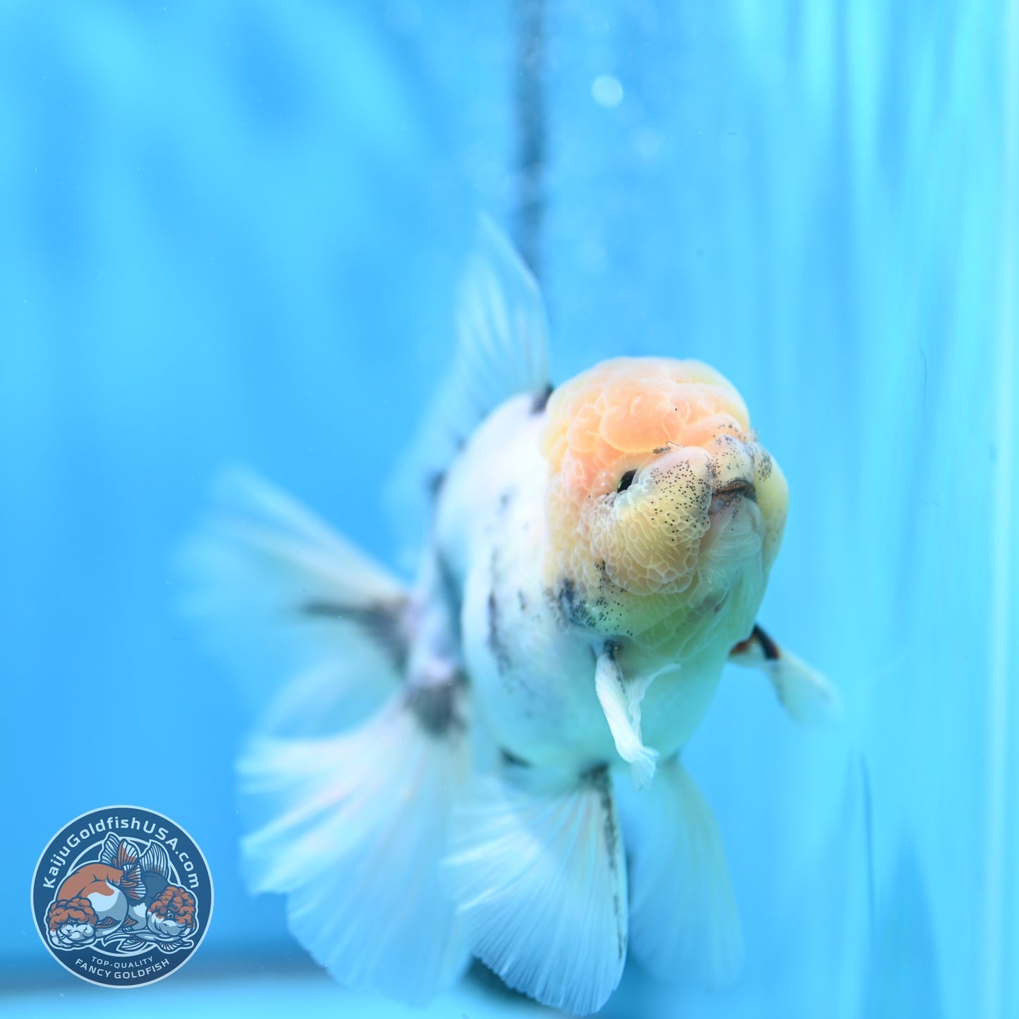 White Tiger Orchid Tail Oranda 4 inch Body (260529_OR07)