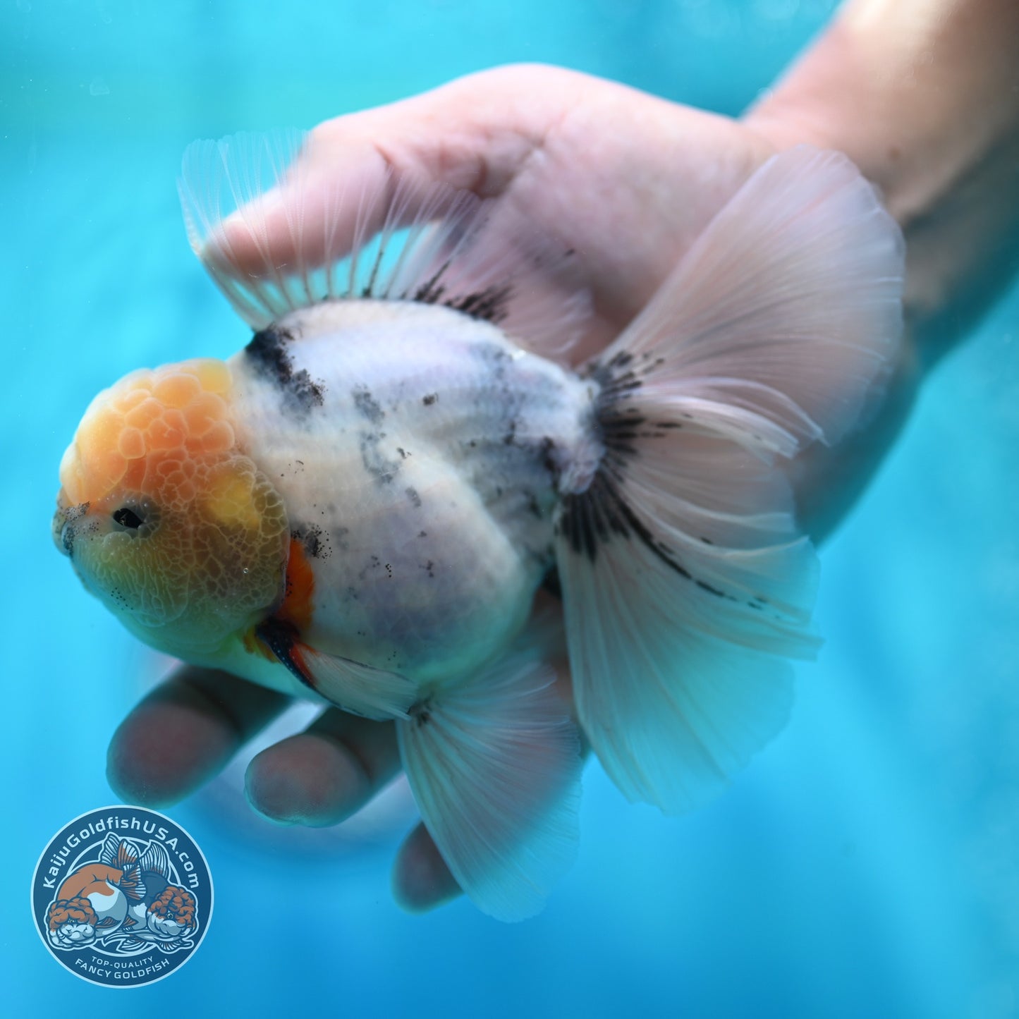 White Tiger Orchid Tail Oranda 4 inch Body (260529_OR07)