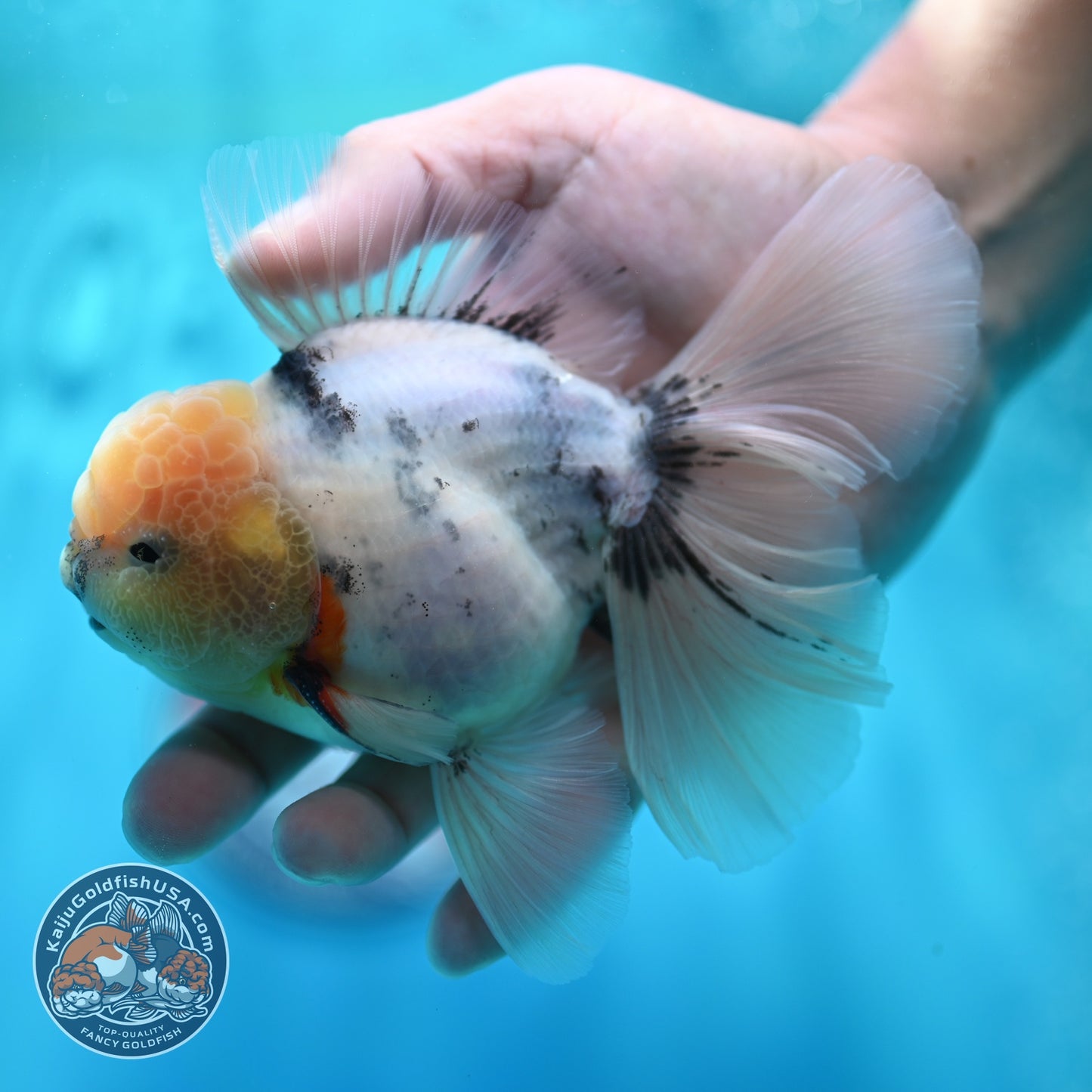 White Tiger Orchid Tail Oranda 4 inch Body (260529_OR07)