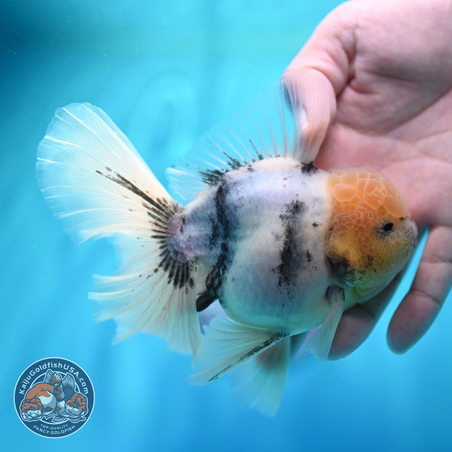 White Tiger Orchid Tail Oranda 4 inch Body (260529_OR07)