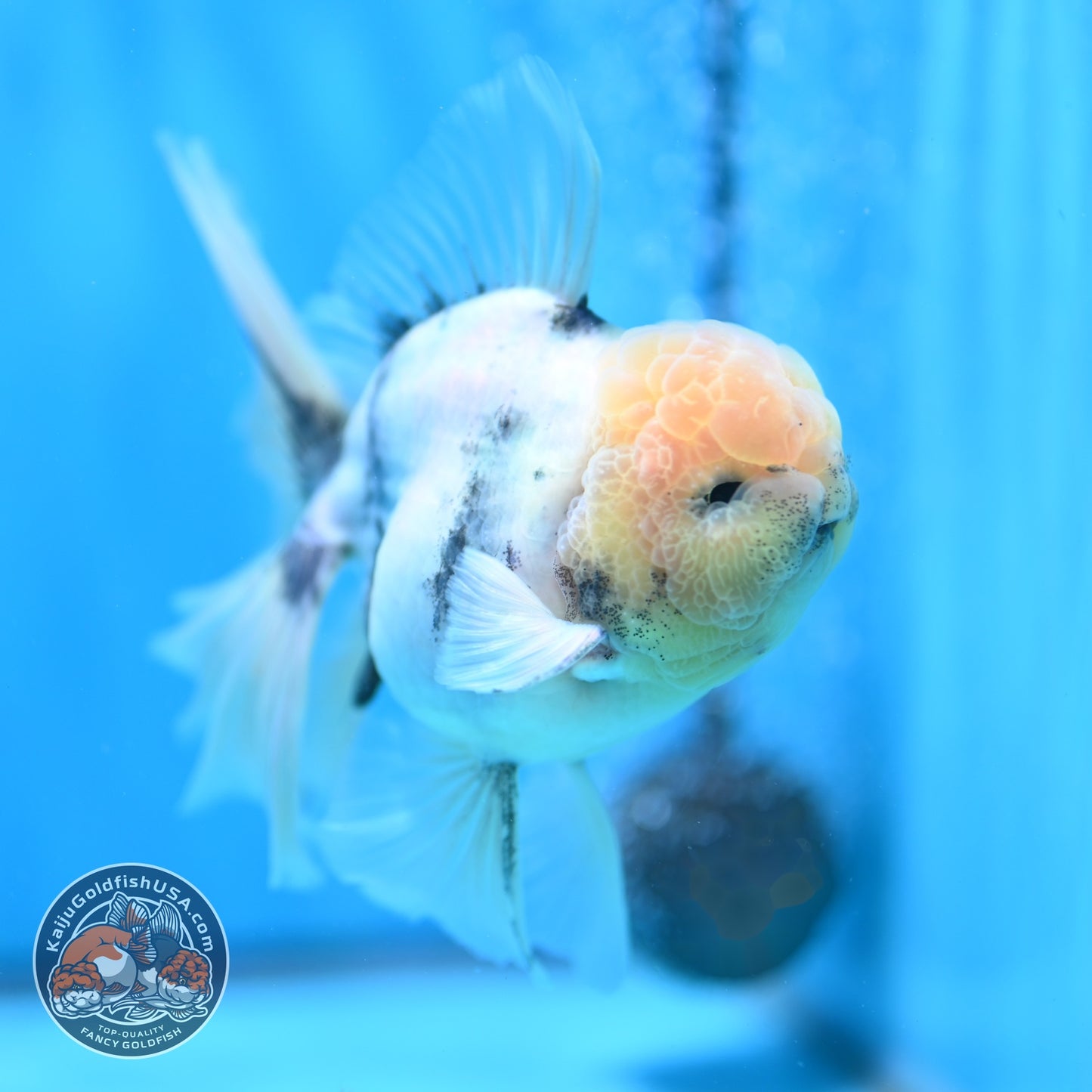 White Tiger Orchid Tail Oranda 4 inch Body (260529_OR07)