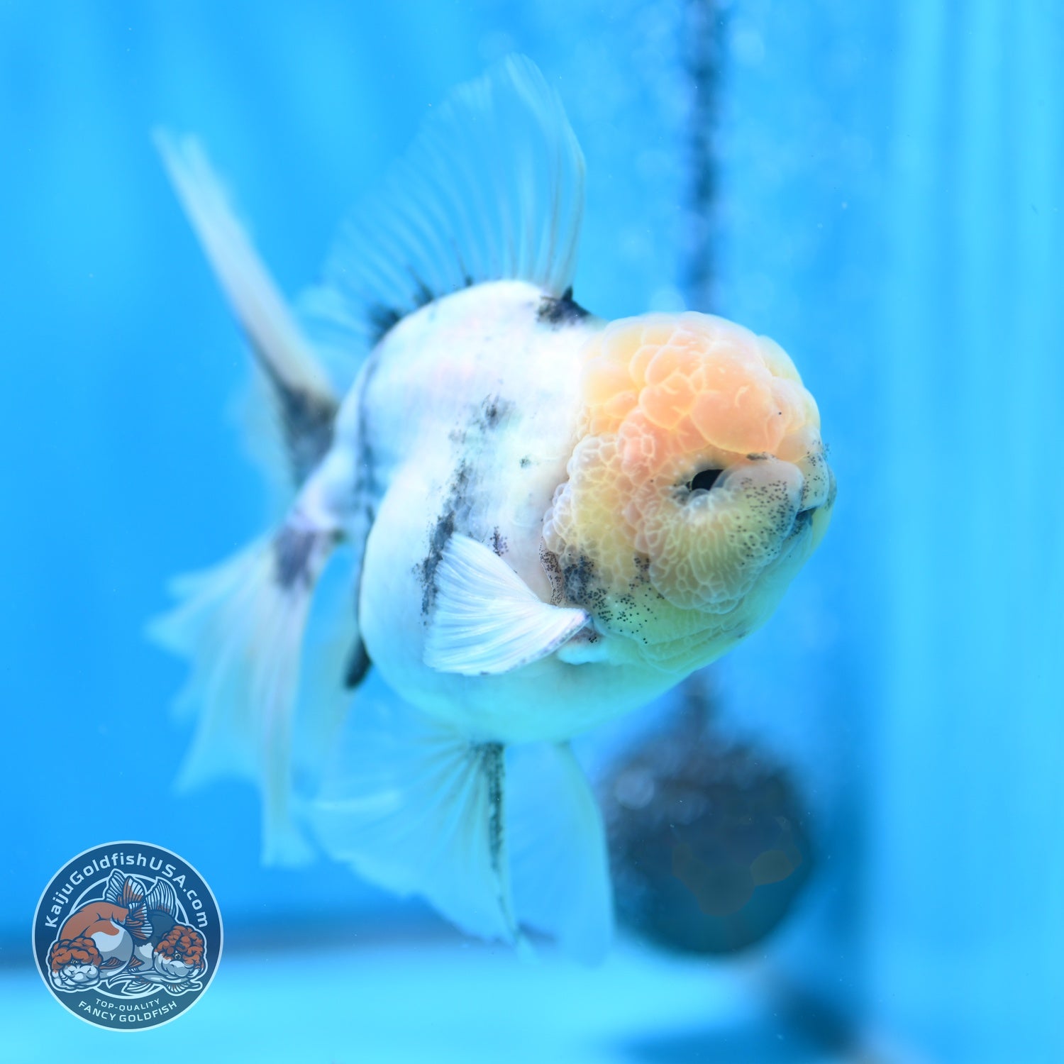 White Tiger Orchid Tail Oranda 4 inch Body (260529_OR07)