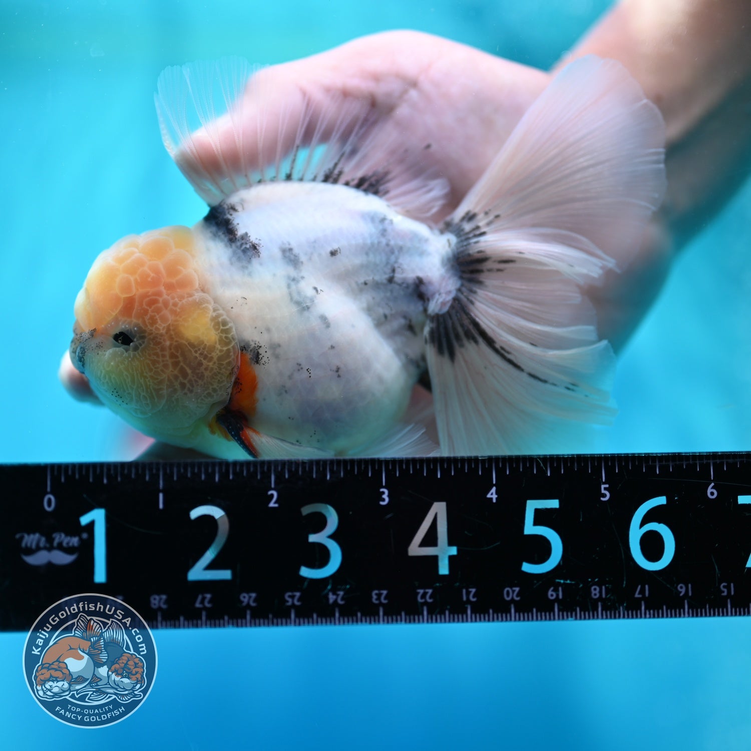 White Tiger Orchid Tail Oranda 4 inch Body (260529_OR07)