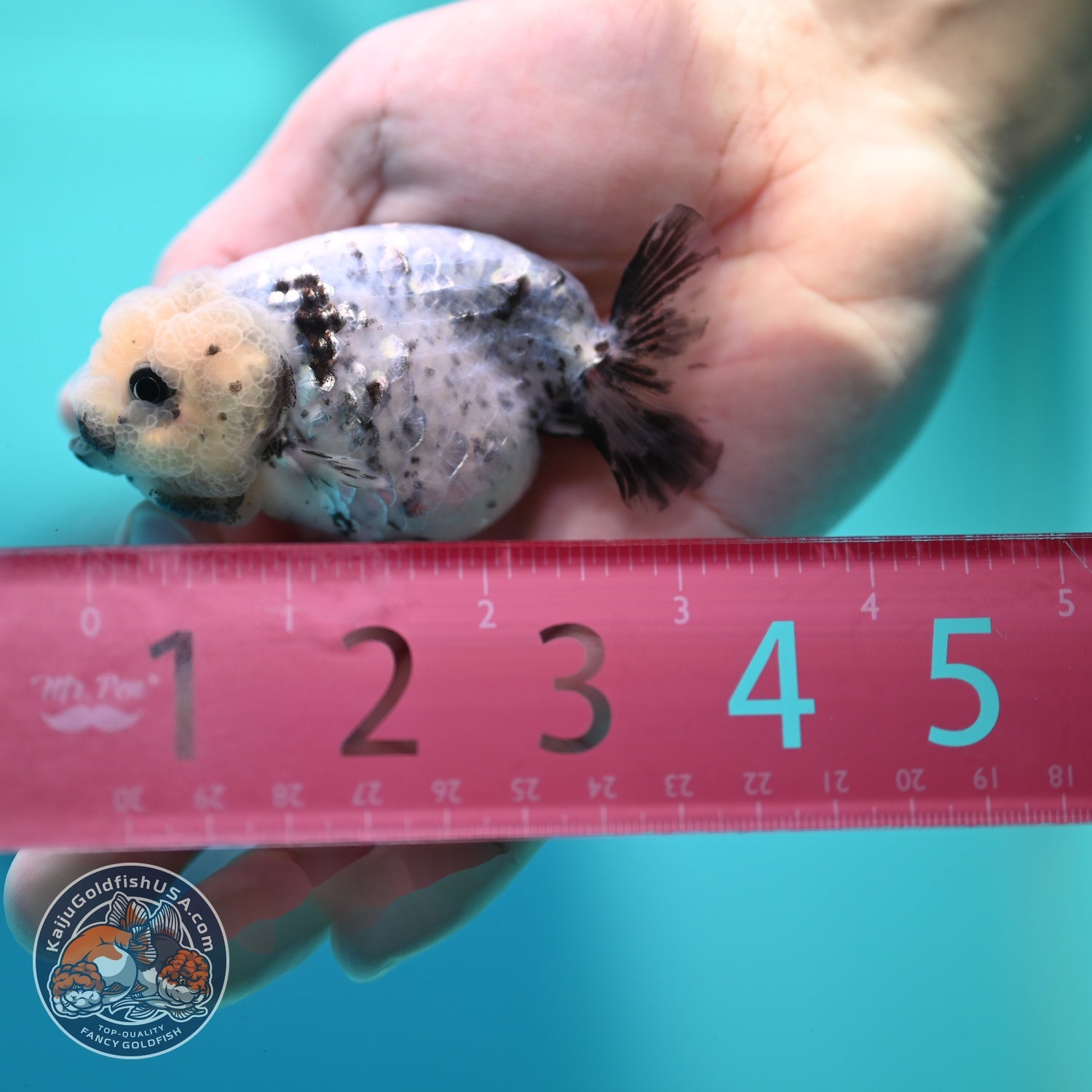 White Tiger Ranchu 3 inch Body (260522_RC08)