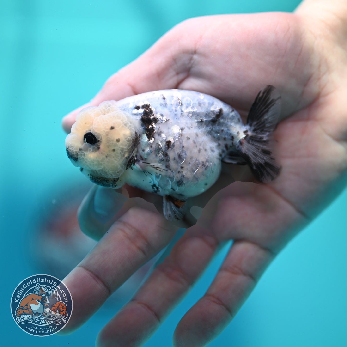 White Tiger Ranchu 3 inch Body (260522_RC08)