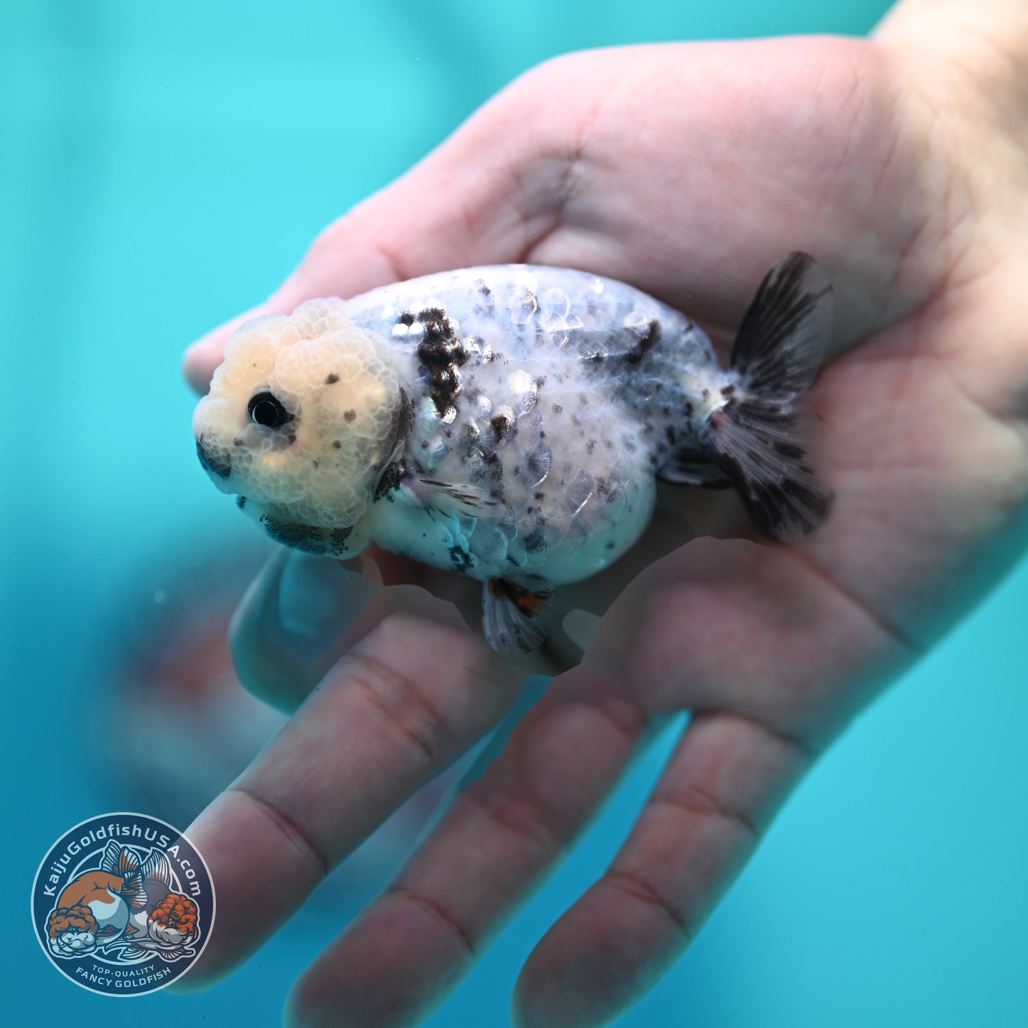 White Tiger Ranchu 3 inch Body (260522_RC08)