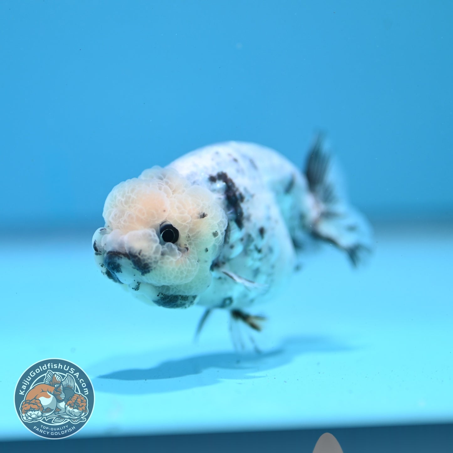White Tiger Ranchu 3 inch Body (260522_RC08)
