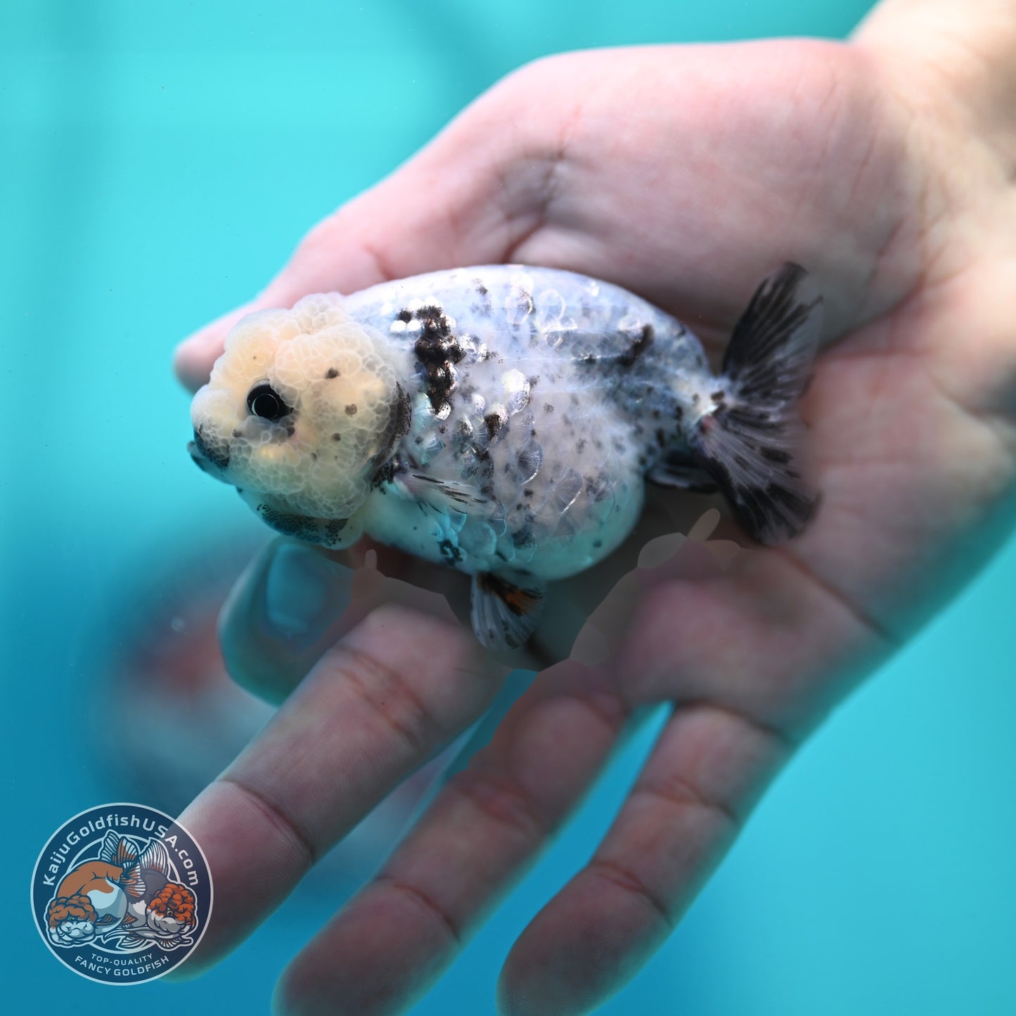 White Tiger Ranchu 3 inch Body (260522_RC08)