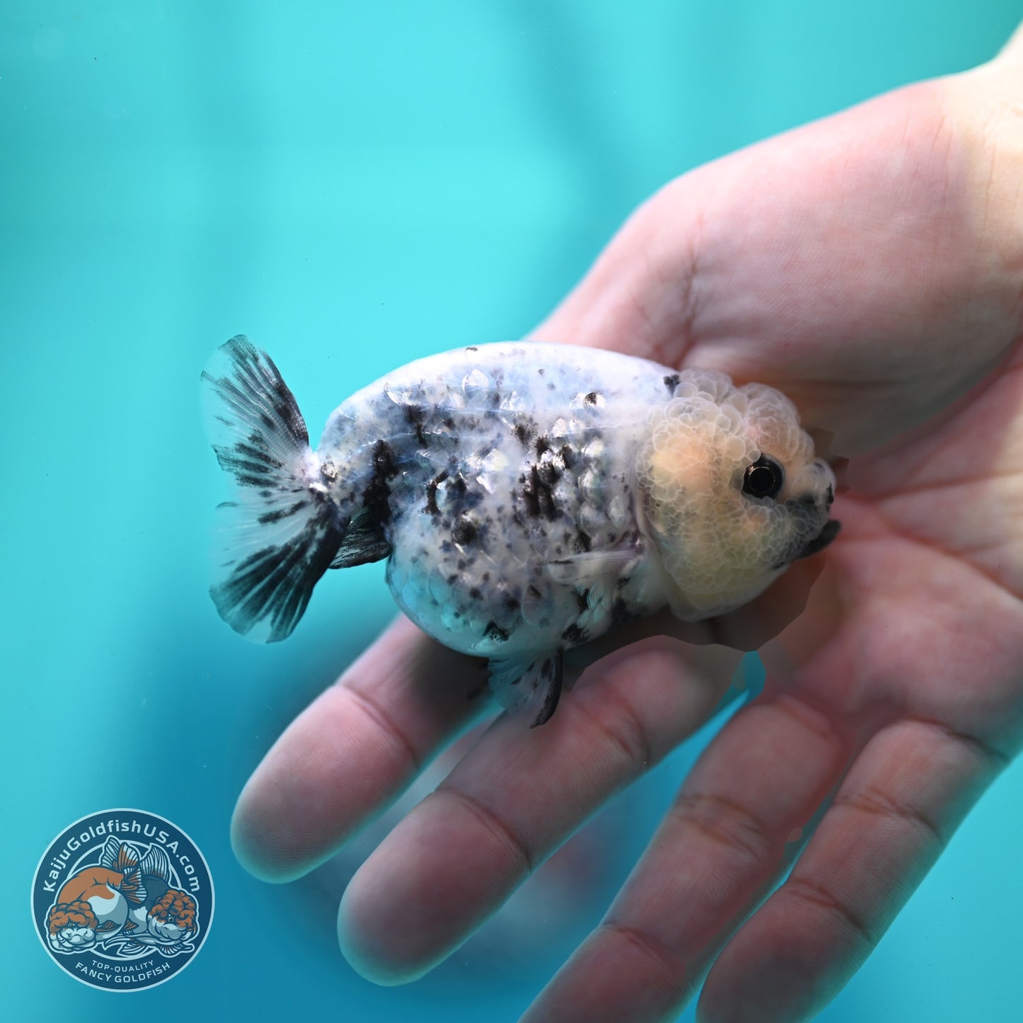 White Tiger Ranchu 3 inch Body (260522_RC08)