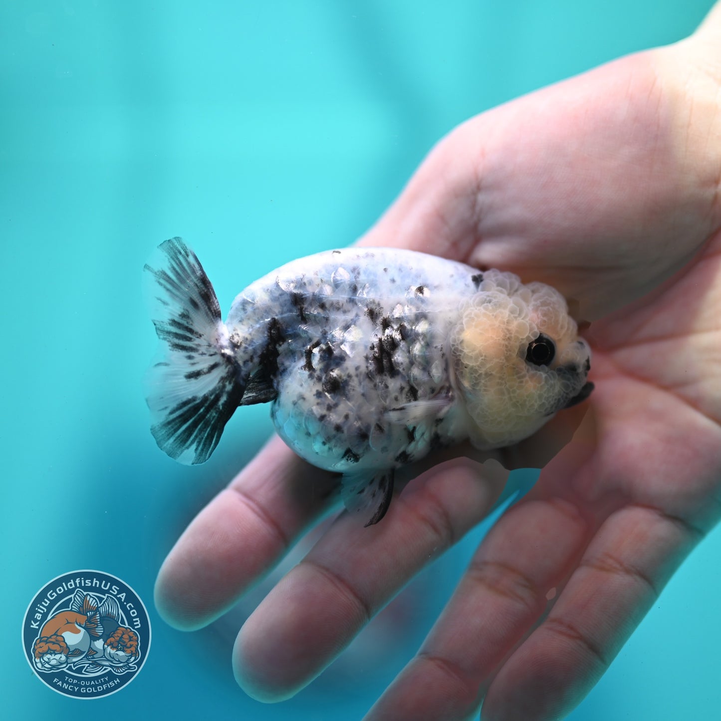 White Tiger Ranchu 3 inch Body (260522_RC08)