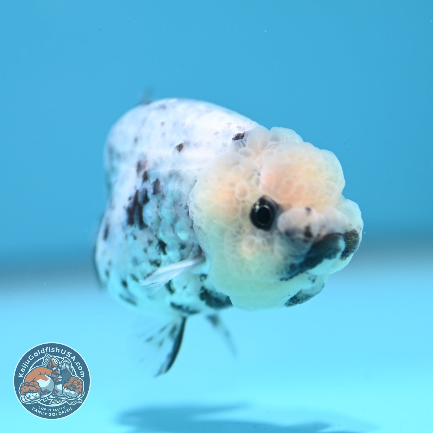 White Tiger Ranchu 3 inch Body (260522_RC08)