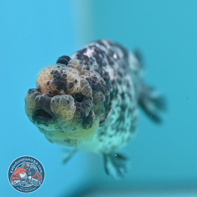 White Tiger Ranchu 3 inch Body (260626_RC06)