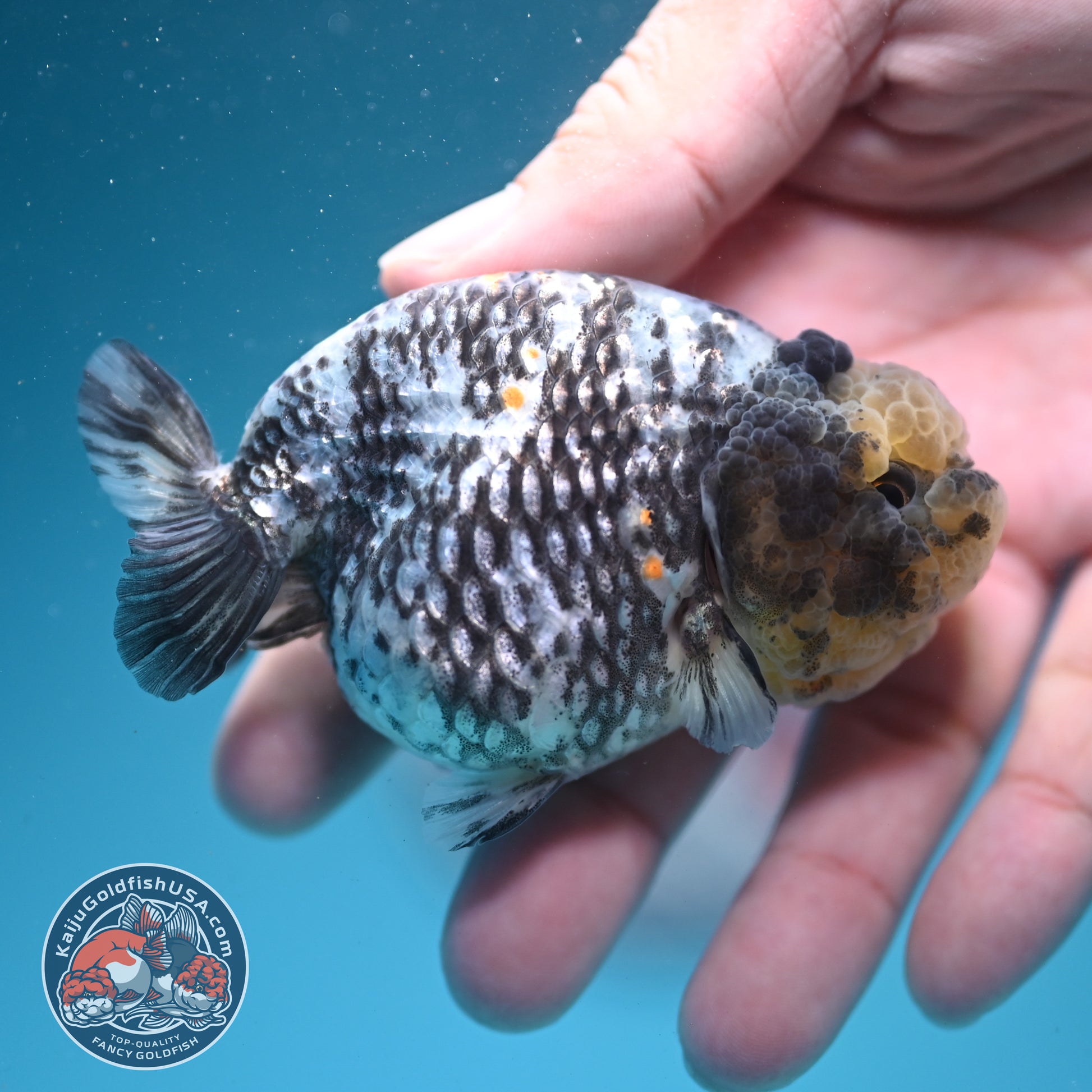 White Tiger Ranchu 3 inch Body (260626_RC06)