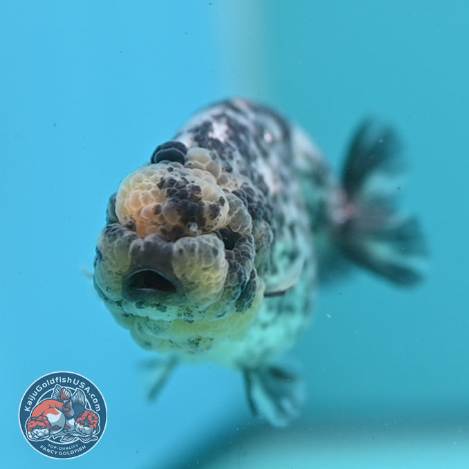 White Tiger Ranchu 3 inch Body (260626_RC06)