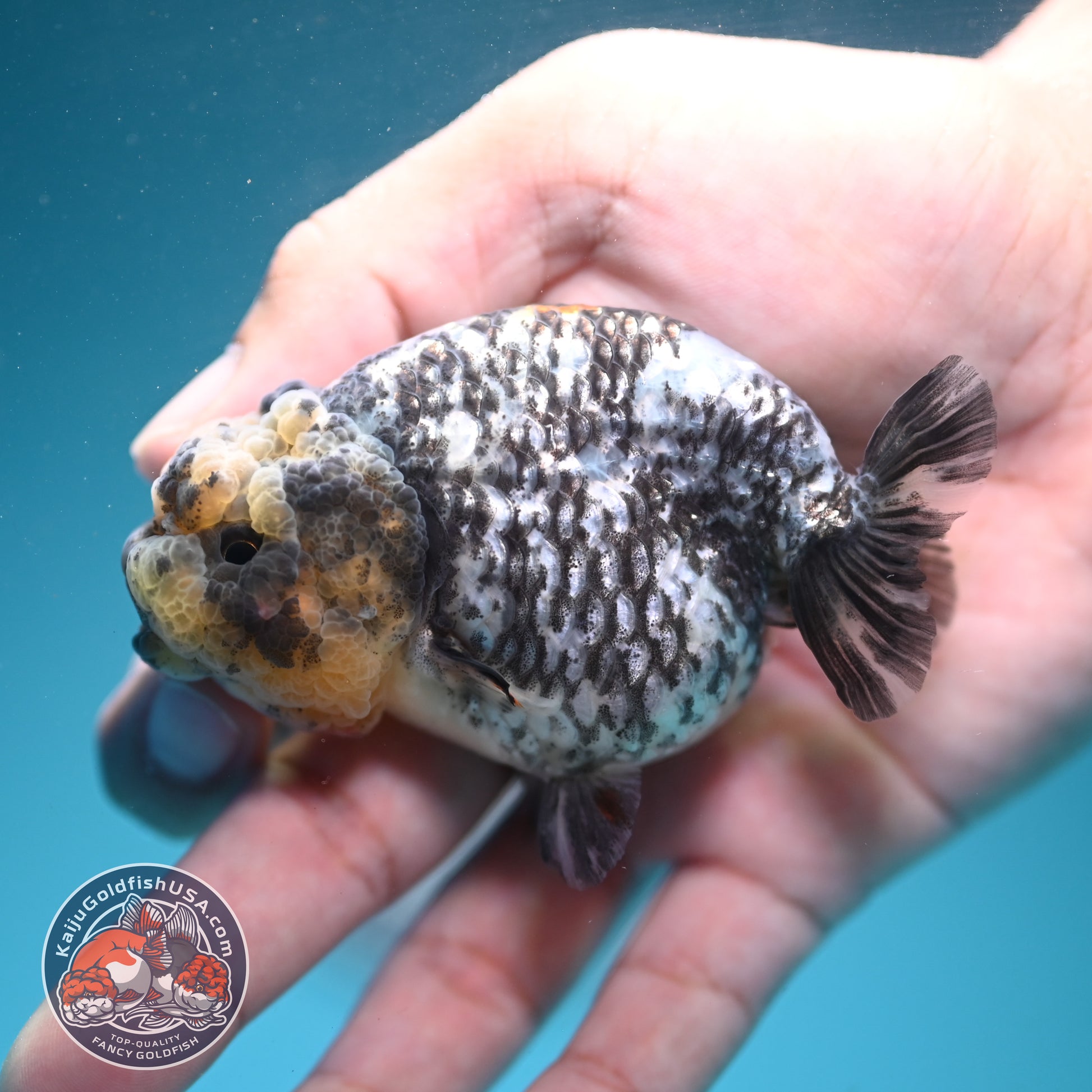 White Tiger Ranchu 3 inch Body (260626_RC06)