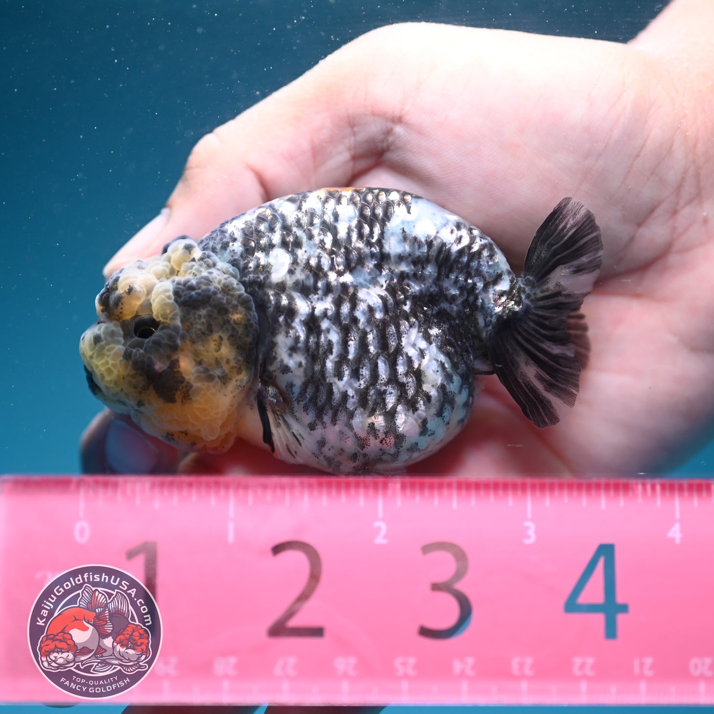 White Tiger Ranchu 3 inch Body (260626_RC06)
