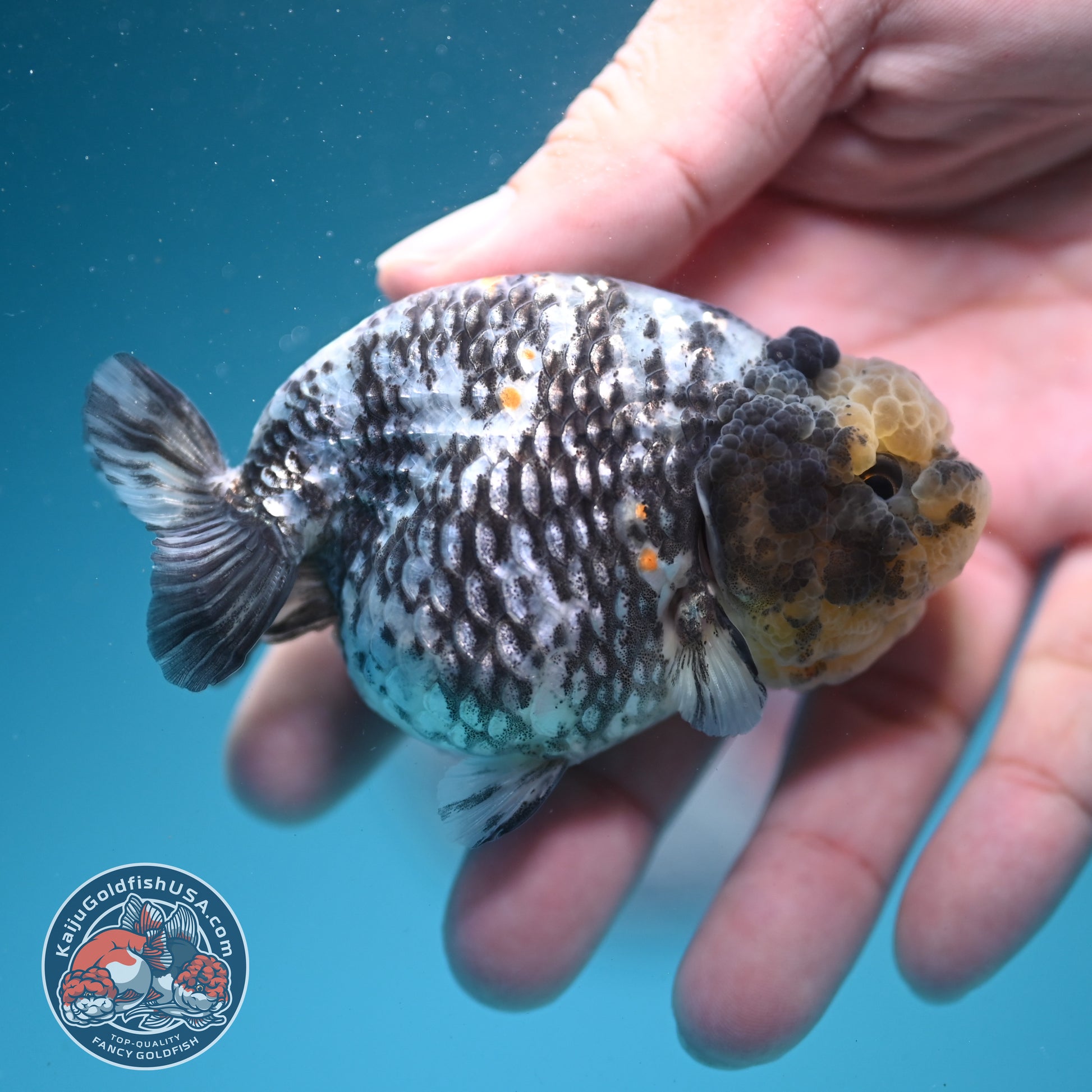 White Tiger Ranchu 3 inch Body (260626_RC06)
